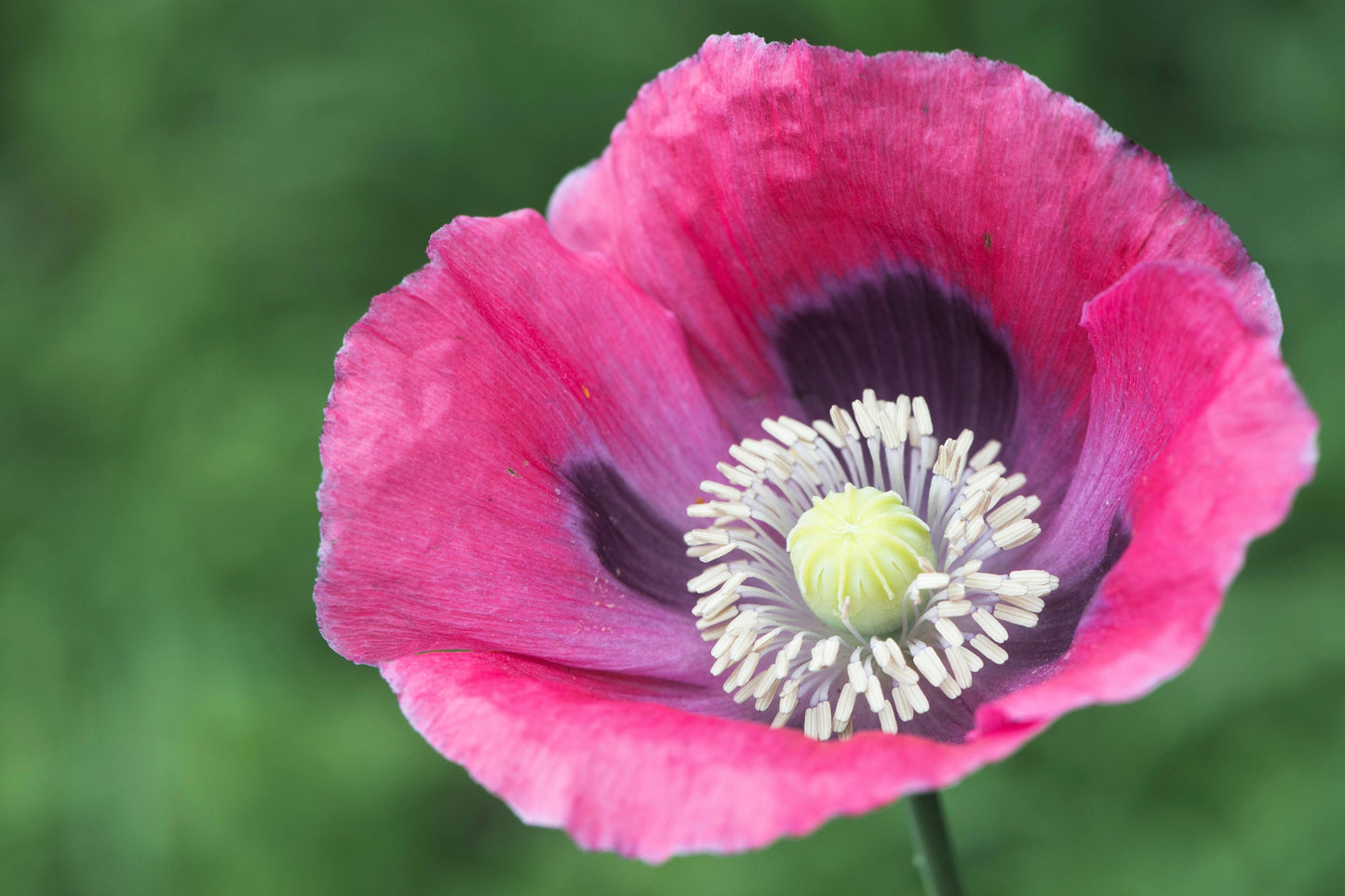 100 HENS and CHICKS Poppy Hens & Chickens Breadseed Lettuce Leaf Papaver Somniferum Flower Seeds