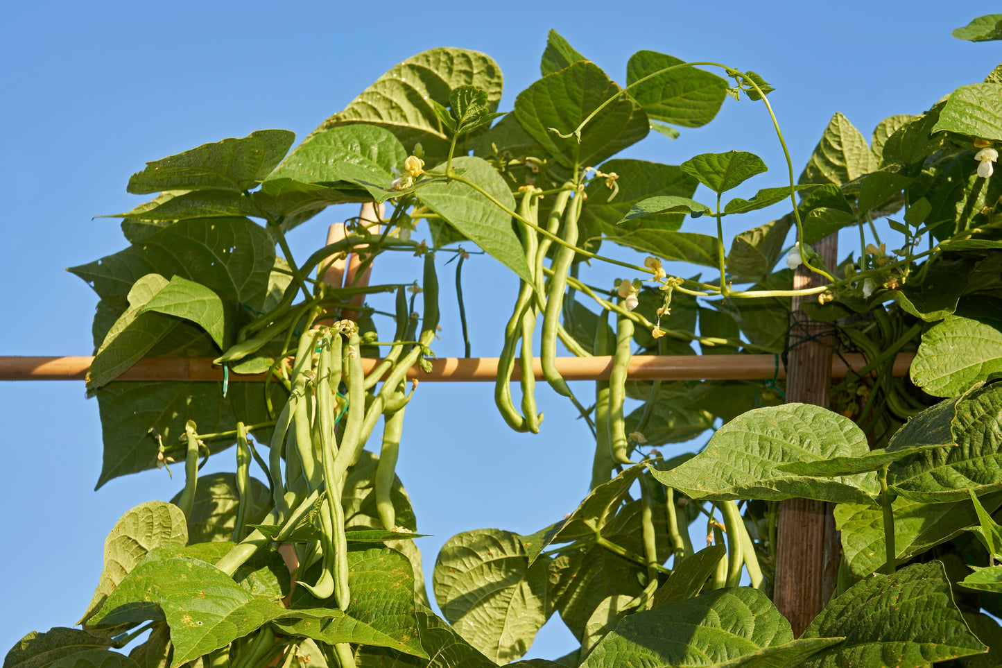 50 FRENCH Blue Lake POLE BEAN Phaseolus Vulgaris Vegetable Seeds