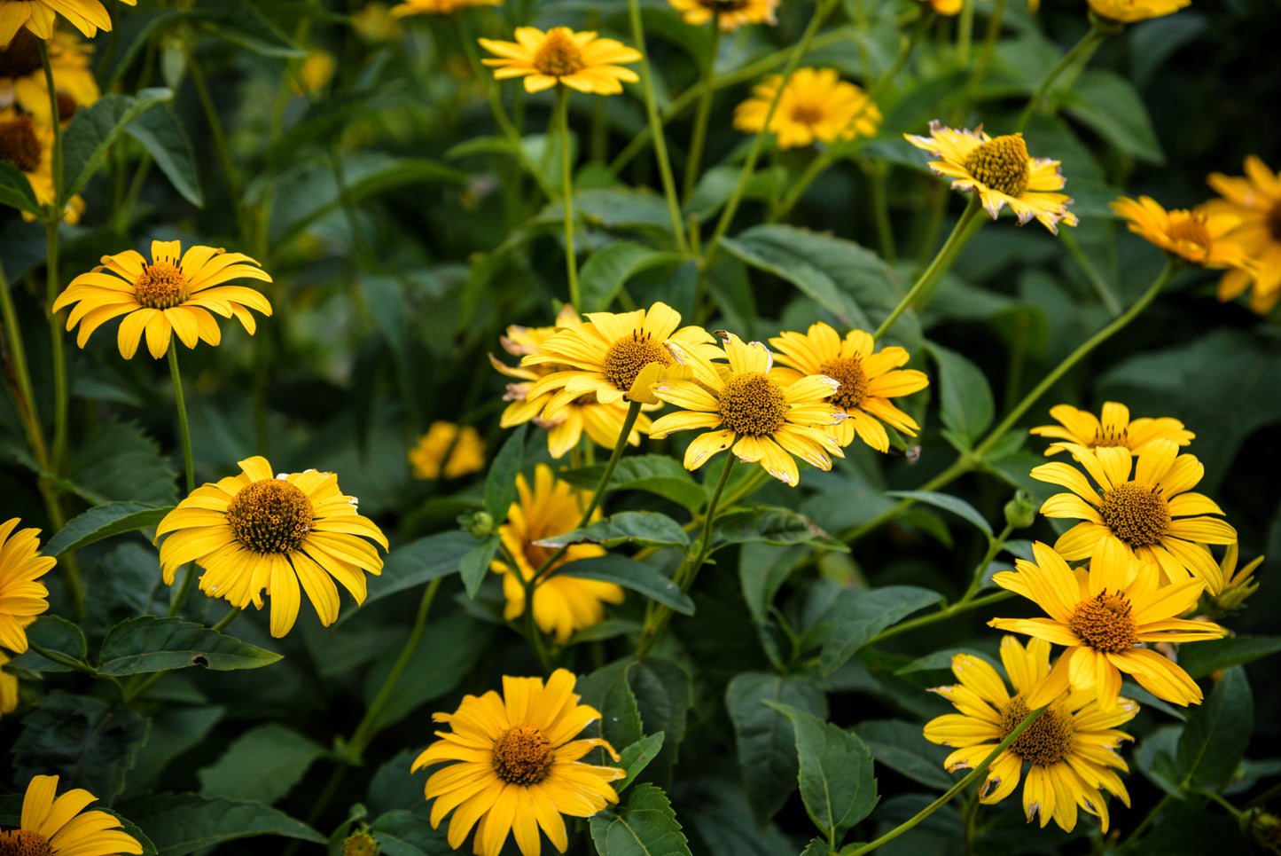 50 SUMMER SUN SUNDROPS Yellow Heliopsis Scabra False Sunflower Flower Seeds