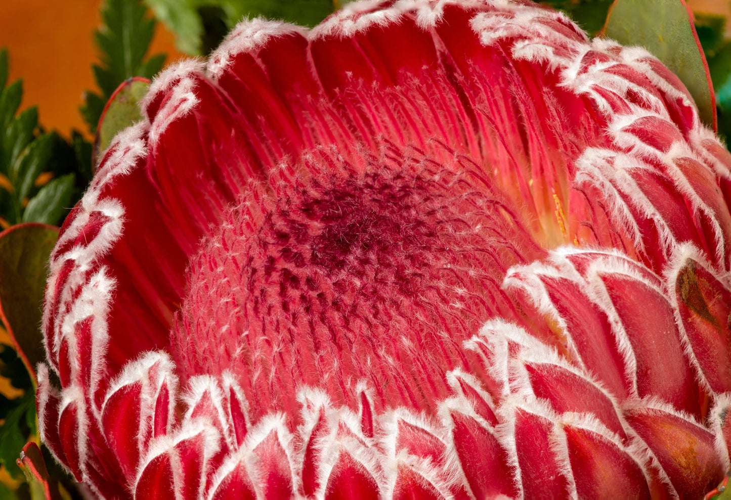 5 QUEEN PROTEA Magnifica Sugarbush Rare 8" Flower Seeds