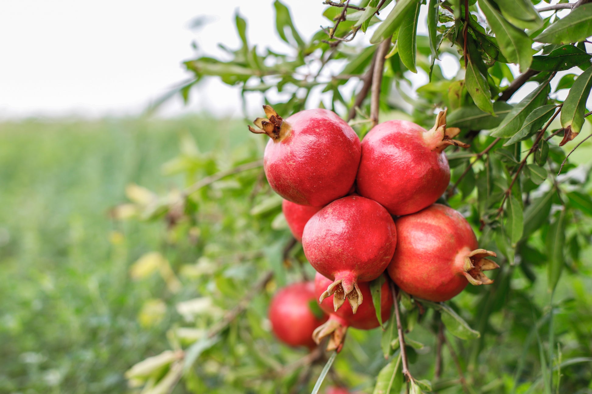 pomegranate seeds for planting for sale 25 POMEGRANATE TREE Punica Granatum Red Fruit Seeds – Seedville USA