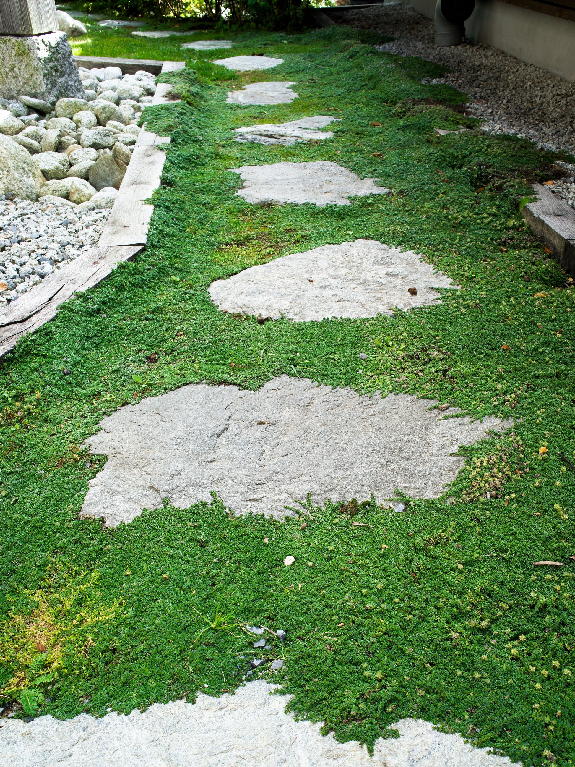 walk on me plant seeds 100 Walk On Me CREEPING THYME Thymus Serpyllum Herb Flower Seeds