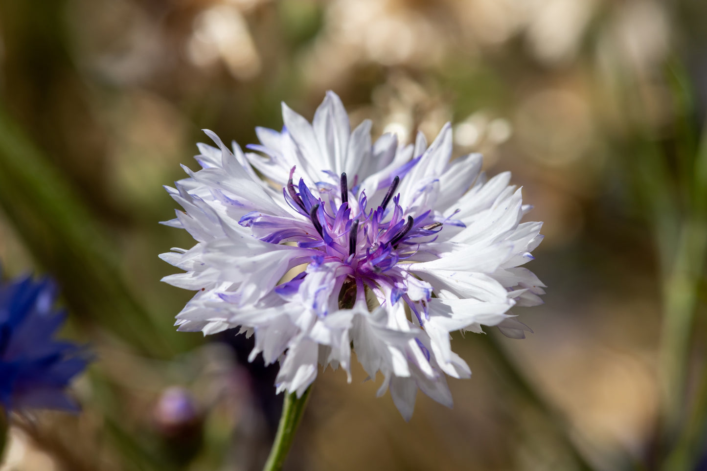 750 White BACHELOR'S BUTTON / CORNFLOWER Centaurea Cyanus Flower Seeds