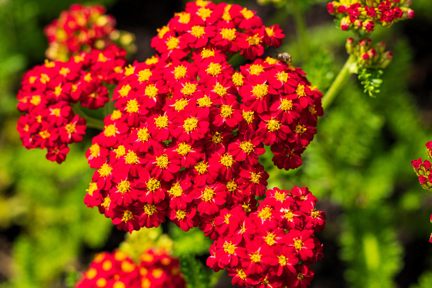 600 RED YARROW Achillea Millefolium Rubra Flower Seeds