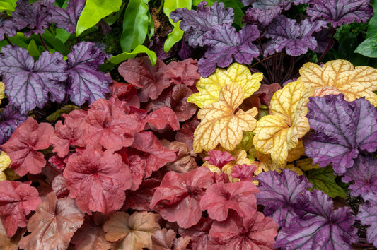 1200 Mixed Colors CORAL BELLS HEUCHERA Shade Flower Seeds