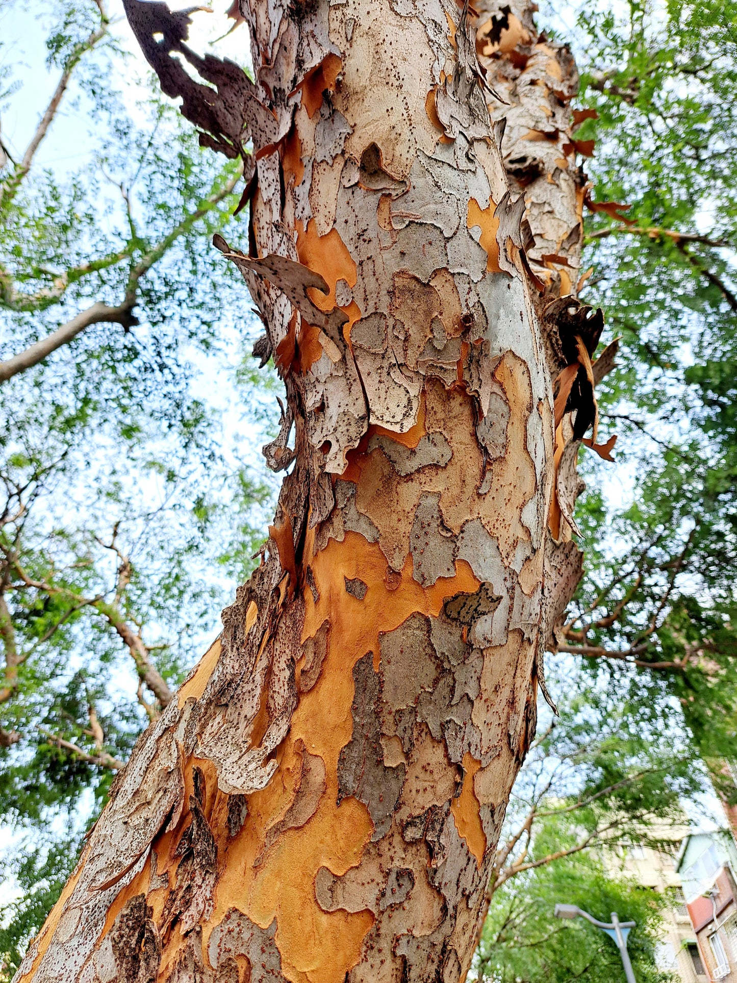 50 CHINESE ELM TREE (Lacebark) Ulmus Parvifolia Seeds