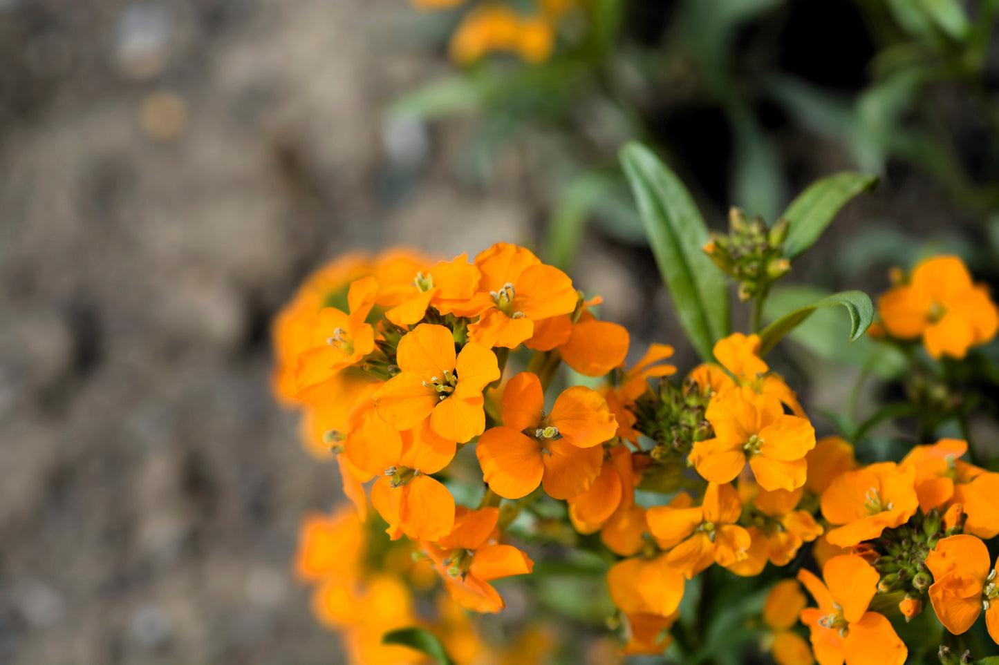 500 SIBERIAN WALLFLOWER Erysimum Cheiranthus Allionii Orange Flower Seeds