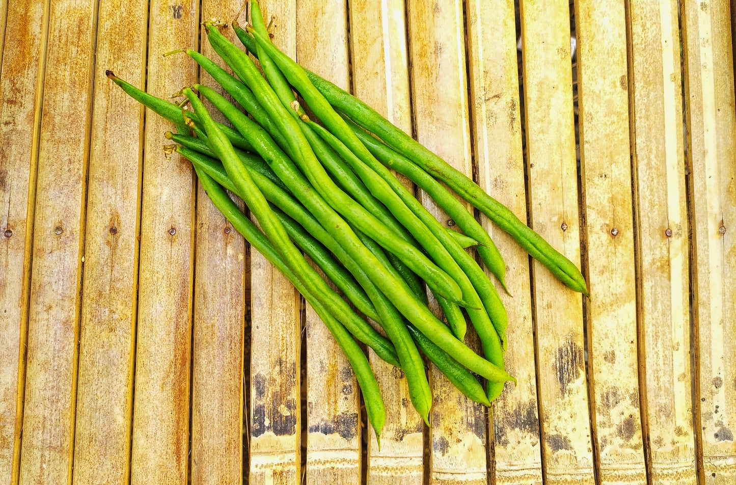 50 FRENCH Blue Lake POLE BEAN Phaseolus Vulgaris Vegetable Seeds