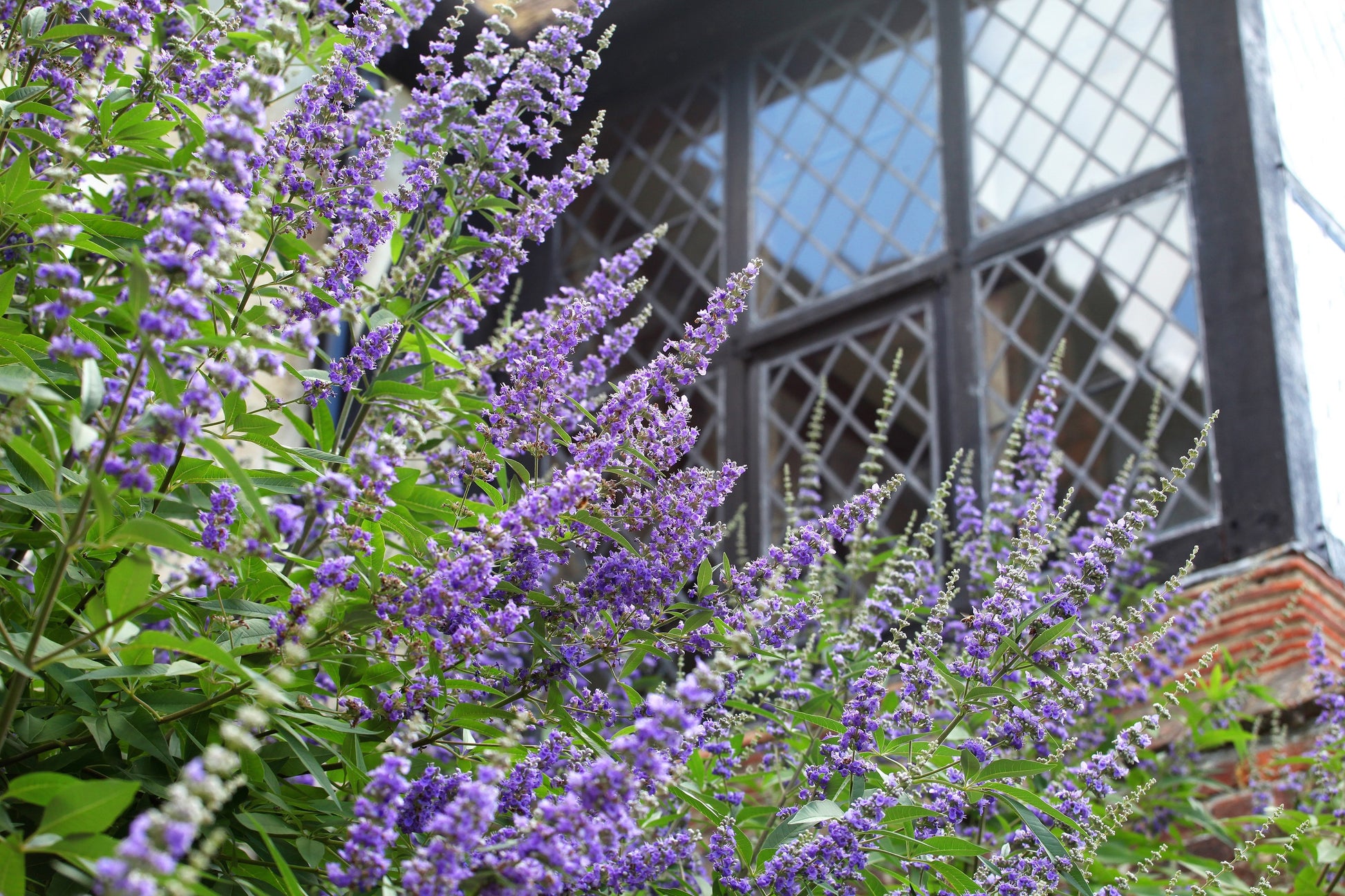 lavender chaste tree 25 CHASTE BERRY TREE Vitex Agnus Castus Monk's Pepper Purple Fragrant – Seedville USA