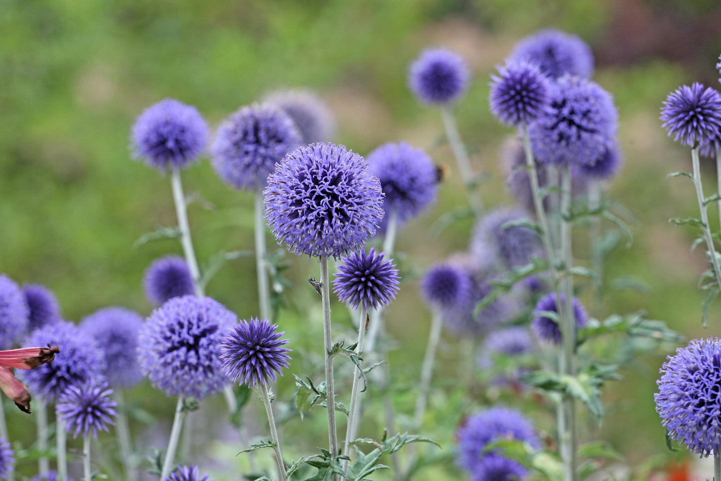 25 Blue GLOBE THISTLE Echinops Ritro Southern Globethistle Pollinator Flower Seeds