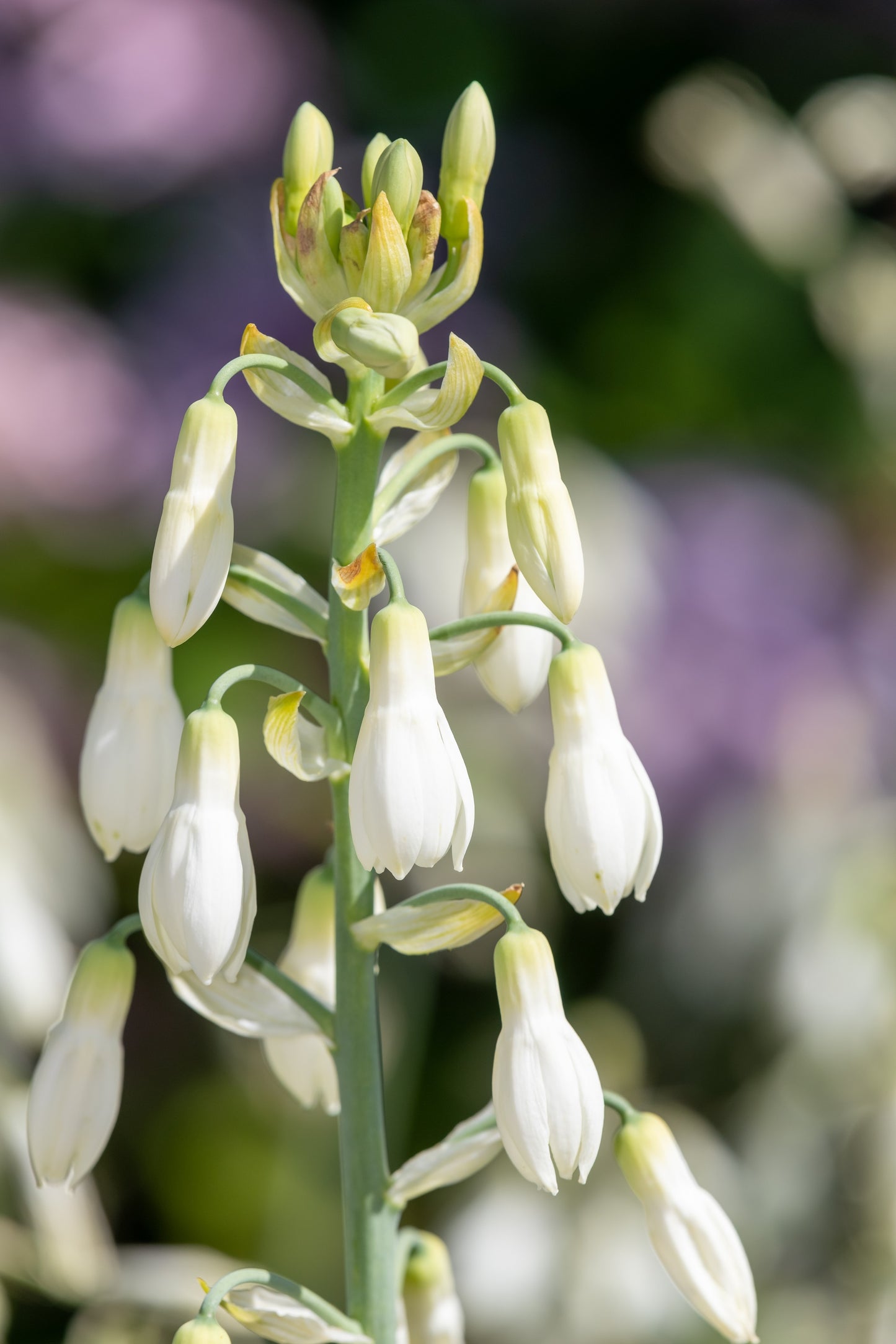 10 WHITE AFRICAN HYACINTH aka Cape or Giant Summer / Spire Lily - Ornithogalum Candicans / Galtonia / Hyacinthus Flower Seeds