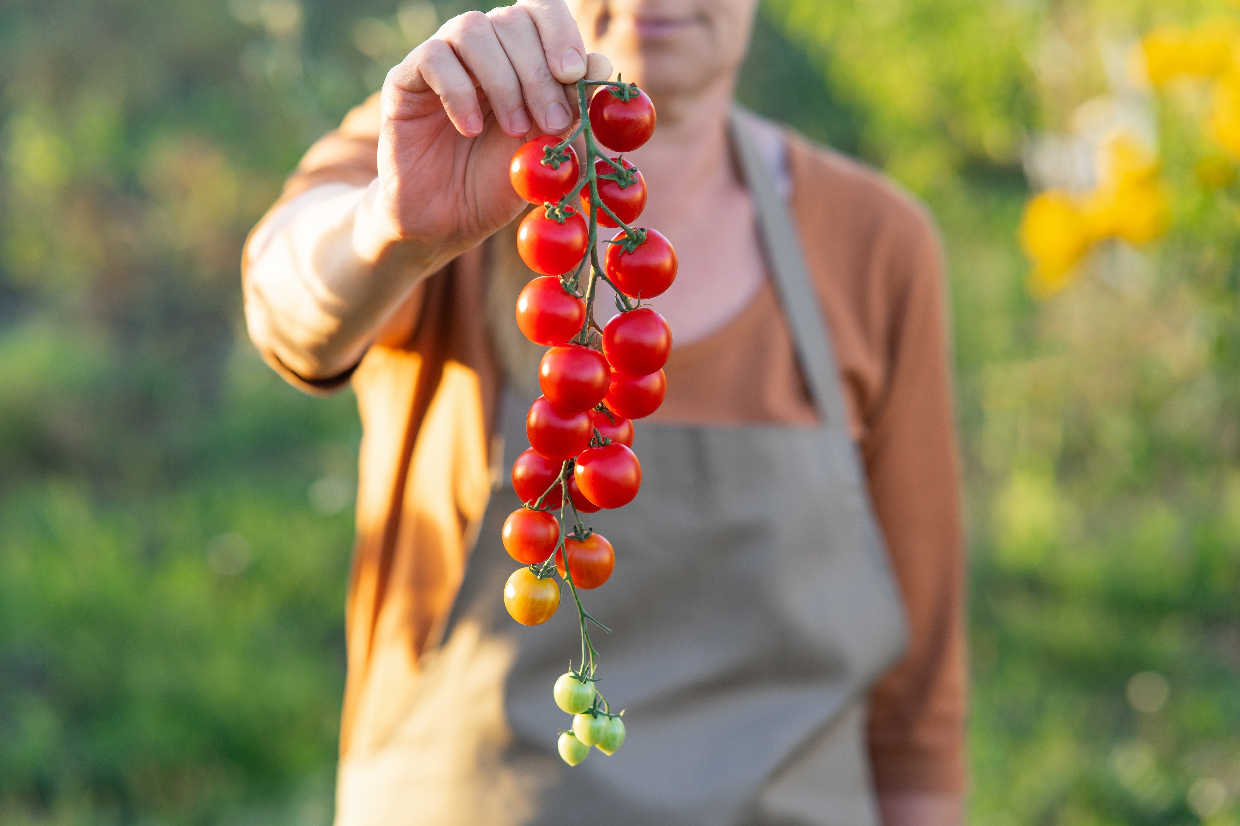 100 Red SWEETIE CHERRY TOMATO Super Sweet 1