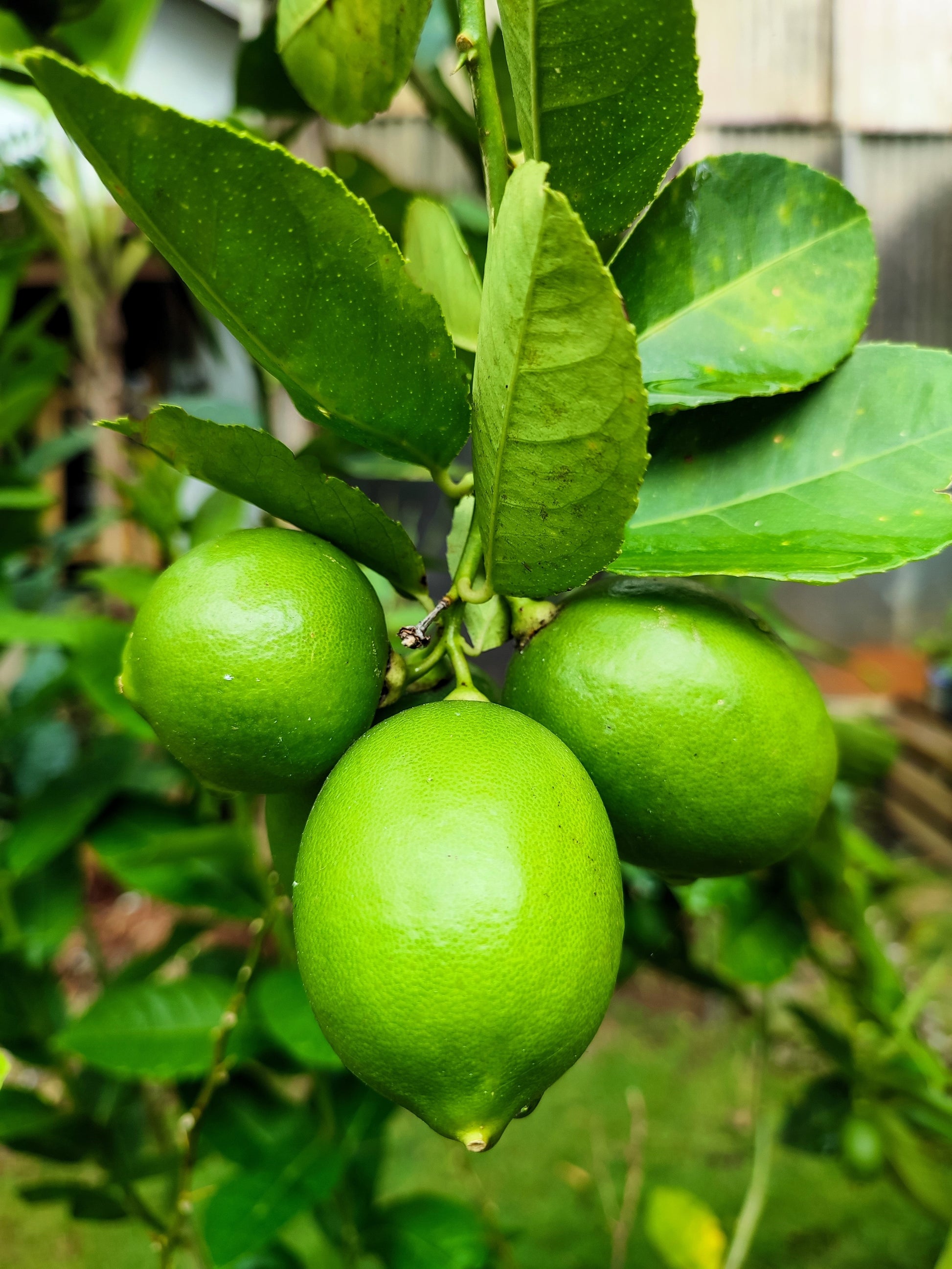 Citrus Aurantifolia, Key Lime, West Indian Lime - 5~50 Semi - Foto 5