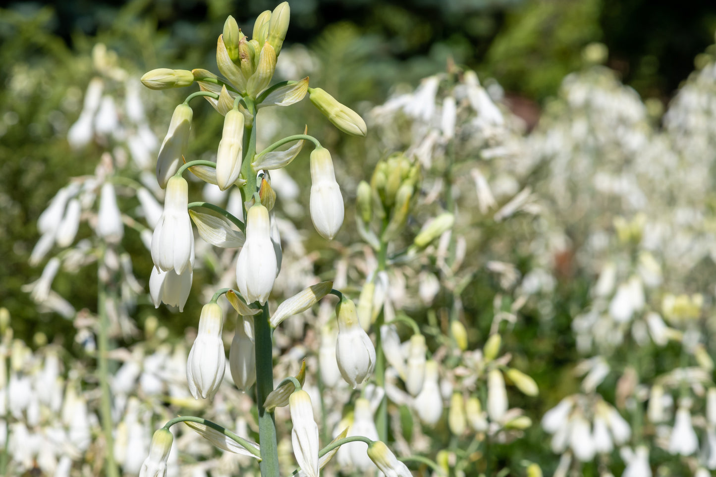 10 WHITE AFRICAN HYACINTH aka Cape or Giant Summer / Spire Lily - Ornithogalum Candicans / Galtonia / Hyacinthus Flower Seeds