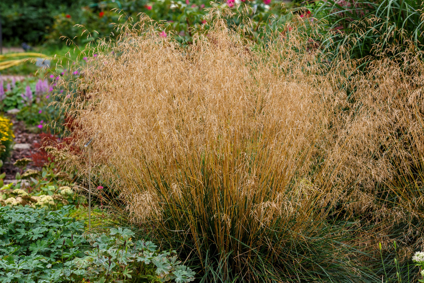 200 TUFTED HAIRGRASS Tussock Grass Deschampsia Cespitosa Moist Ornamental Native Seeds