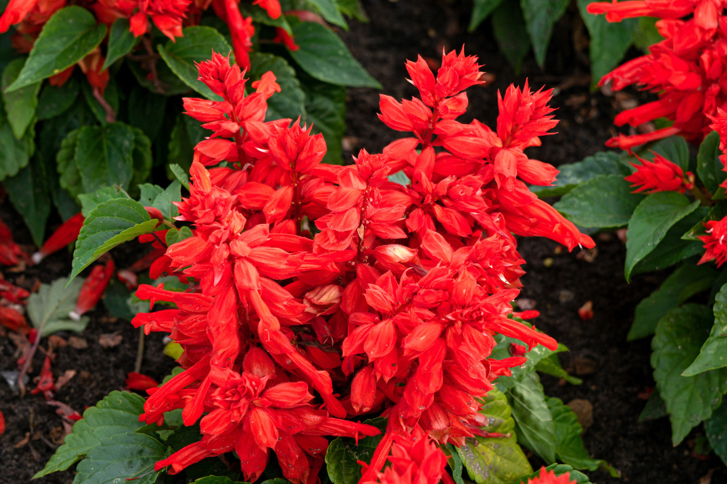 50 RED SALVIA Splendens St. John's Fire Scarlet Sage Flower Seeds