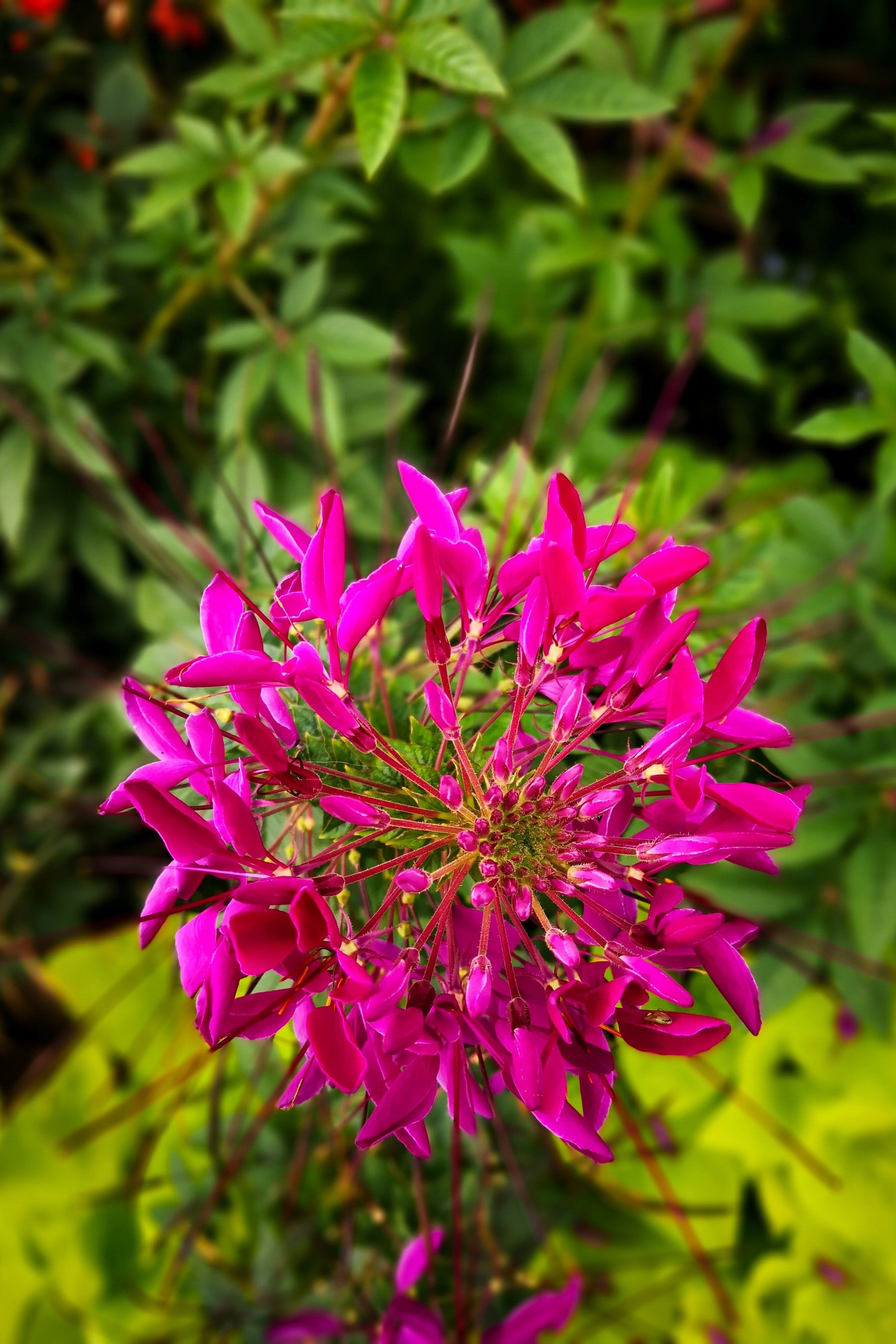 200 CHERRY QUEEN CLEOME Spinosa Hassleriana Carmine Rose Spider