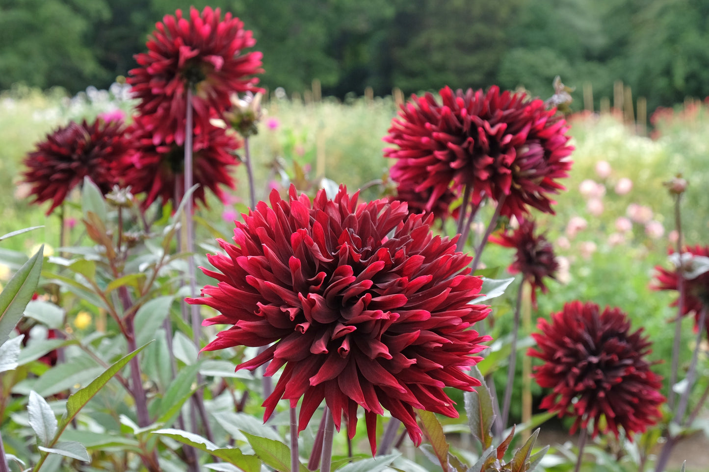 25 CACTUS DOUBLE DAHLIA Mix Variabilis Mixed Colors Hummingbird Flower Seeds