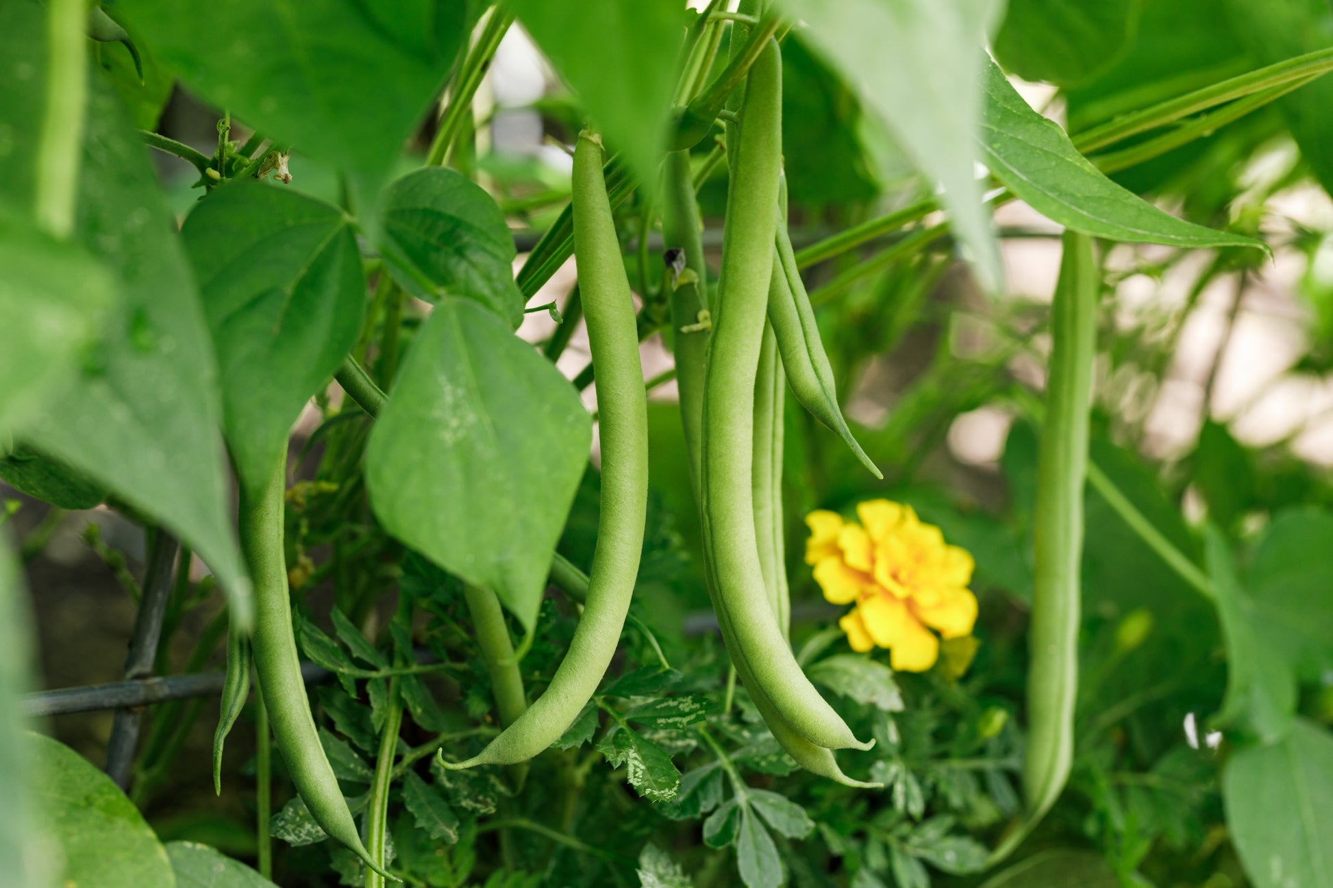 green seed plant 40 GREEN BEAN PROVIDER Phaseolus Vulgaris Vegetable Seeds – Seedville USA