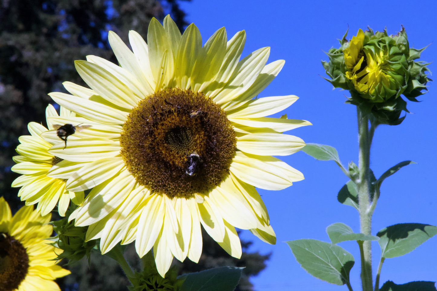 25 ITALIAN WHITE SUNFLOWER Helianthus Debilis Flower Seeds