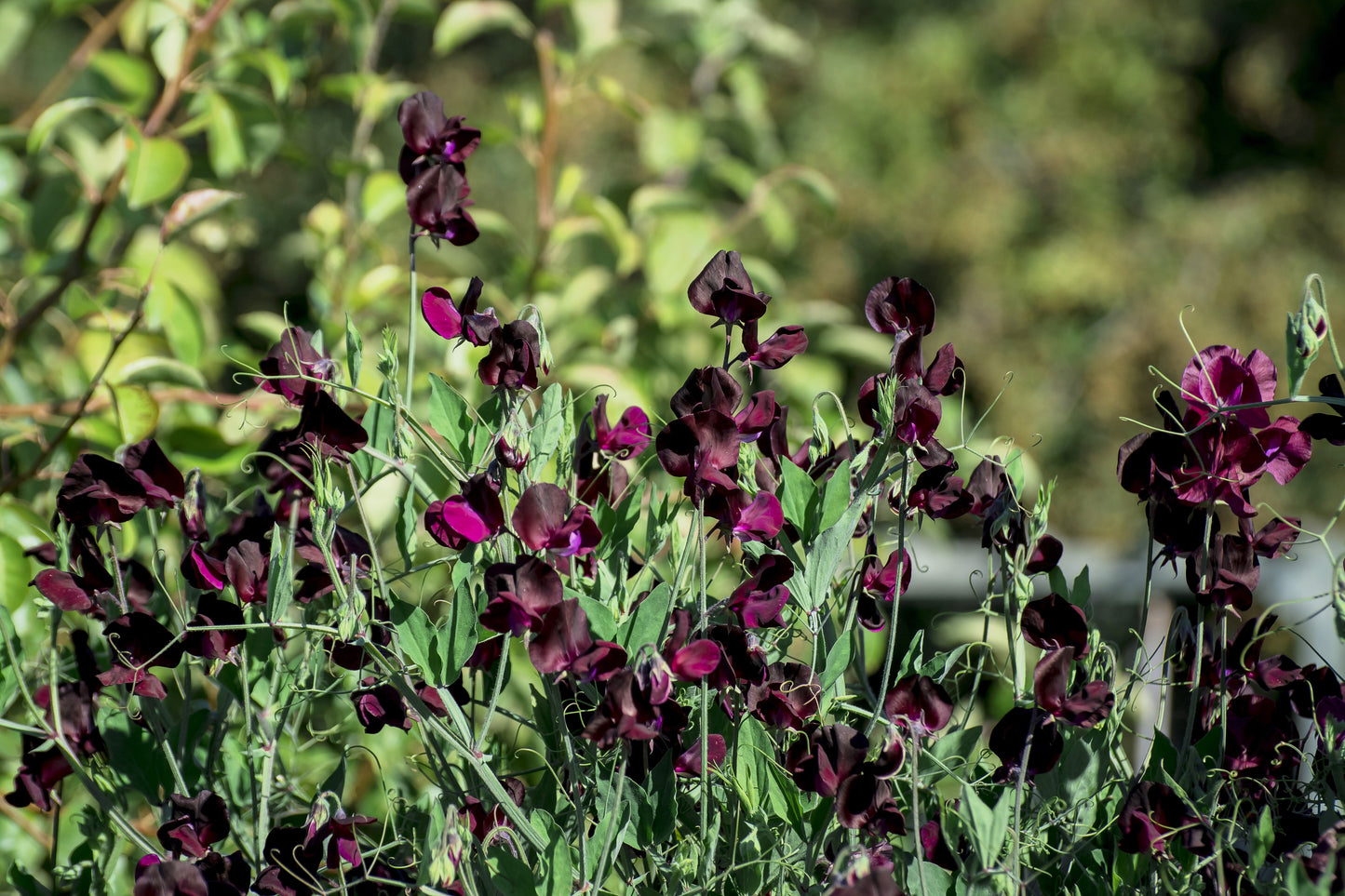 20 Royal MAROON SWEET PEA Lathyrus Odoratus Vine Dark Red Fragrant Flower Seeds