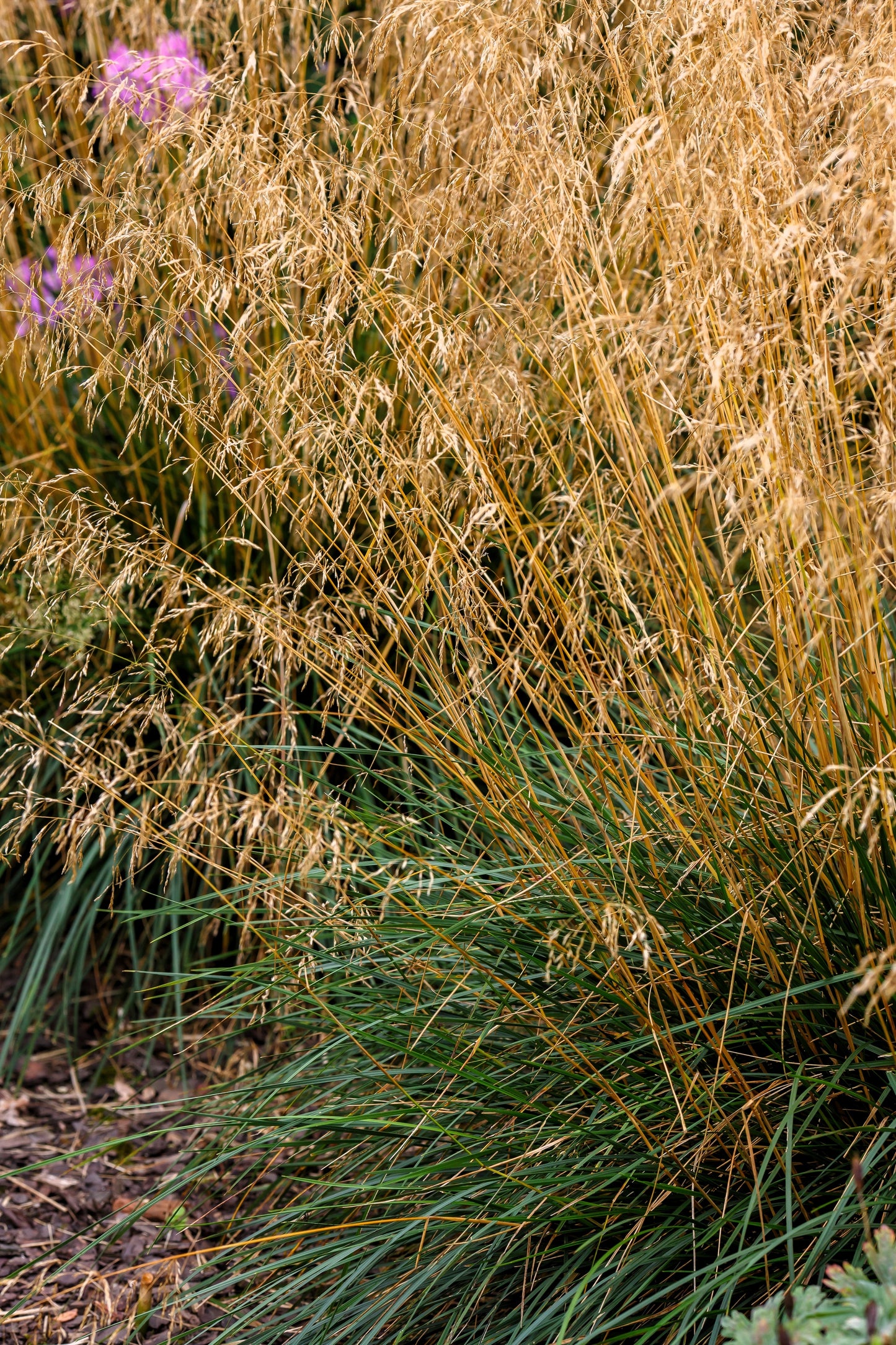 200 TUFTED HAIRGRASS Tussock Grass Deschampsia Cespitosa Moist Ornamental Native Seeds