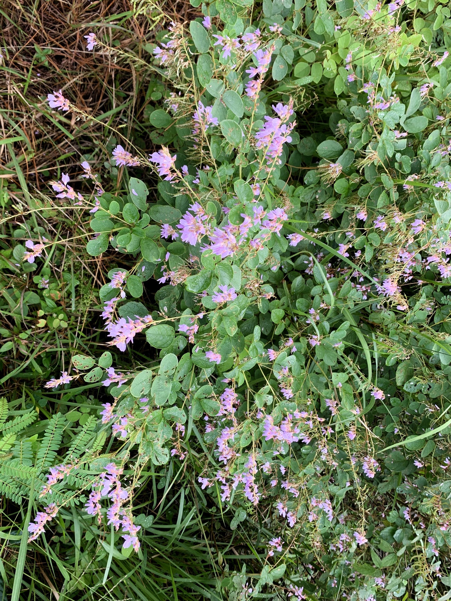 200 SHOWY PINK TREFOIL Stick Tights Desmodium Canadense Flower Seeds