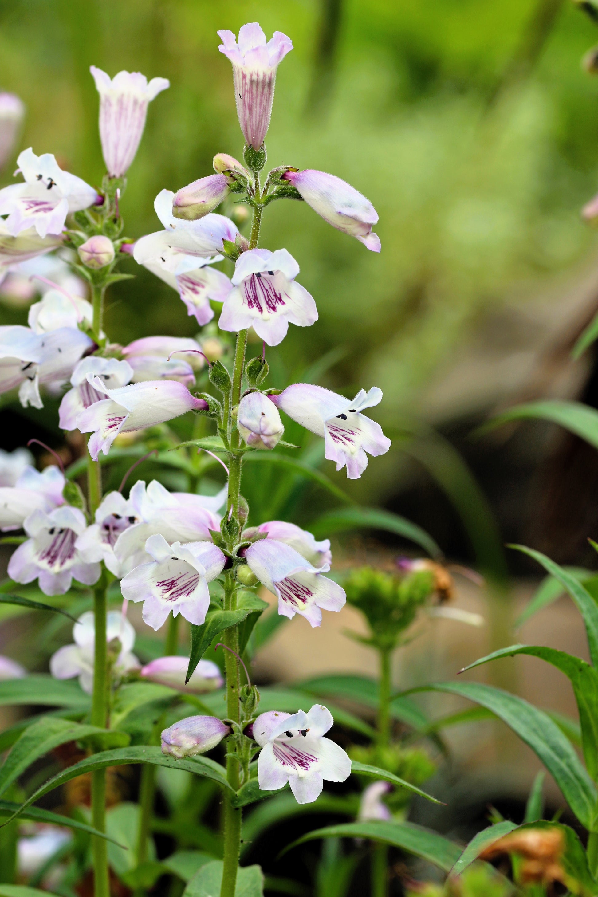 penstemon flower seeds 500 PALE BEARDTONGUE Penstemon Pallidus Flower Seeds