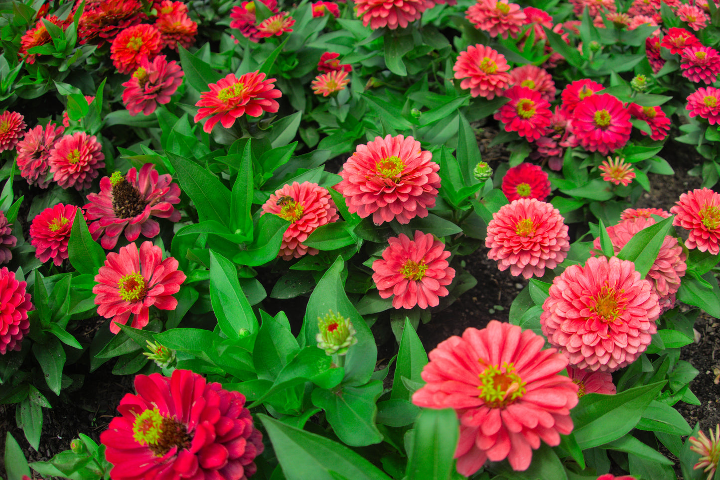 250 EXQUISITE ZINNIA Elegans Changes Color Red - Hot Pink Pale Pink Flower Seeds