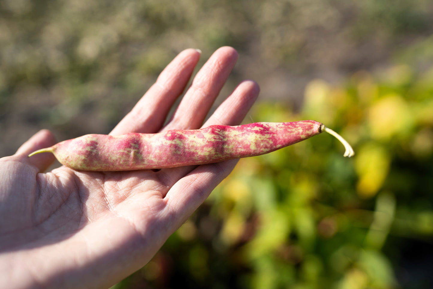 50 PINTO BEAN Phaseolus Vulgaris Vegetable Seeds