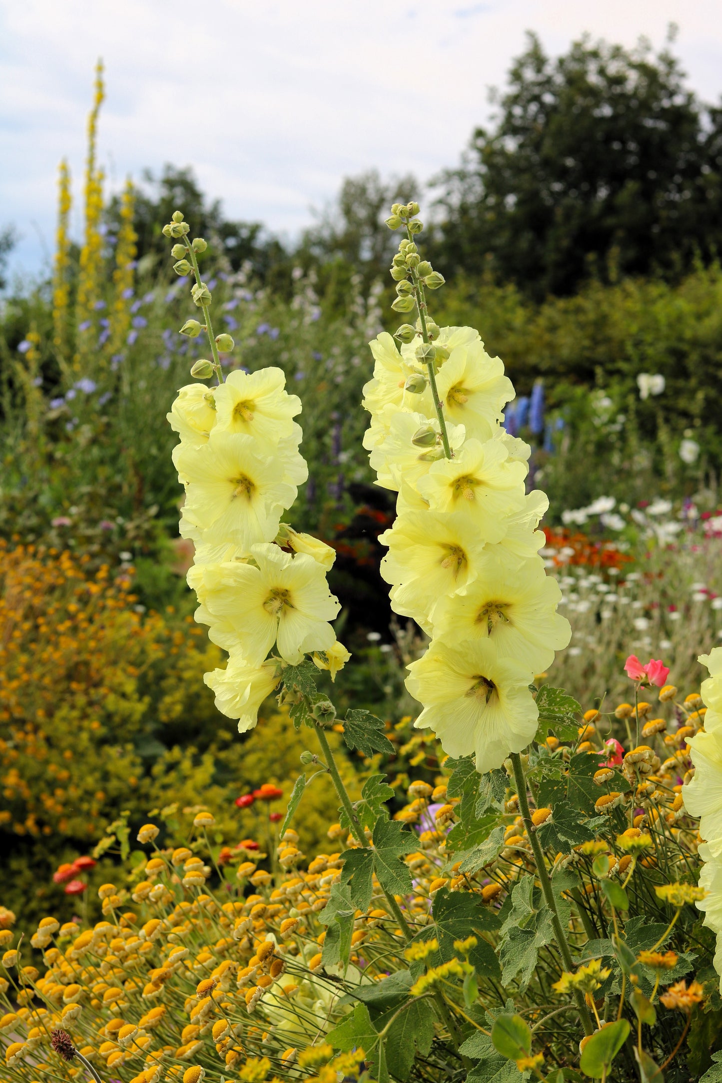 25 YELLOW HOLLYHOCK Alcea Rosea Flower Seeds Perennial