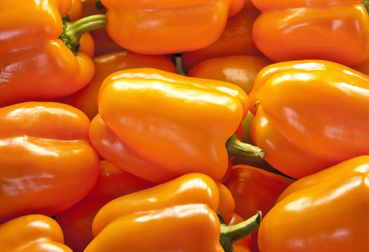 100 ORANGE King BELL PEPPER Sweet Capsicum Annuum Vegetable Seeds