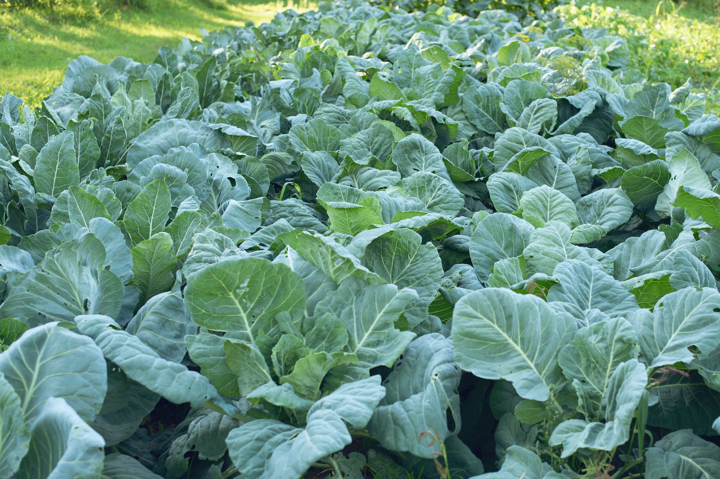 1000 GEORGIA COLLARDS (SOUTHERN or Walking Collards) Collard Greens Brassica Oleracea Acephala Vegetable Seeds
