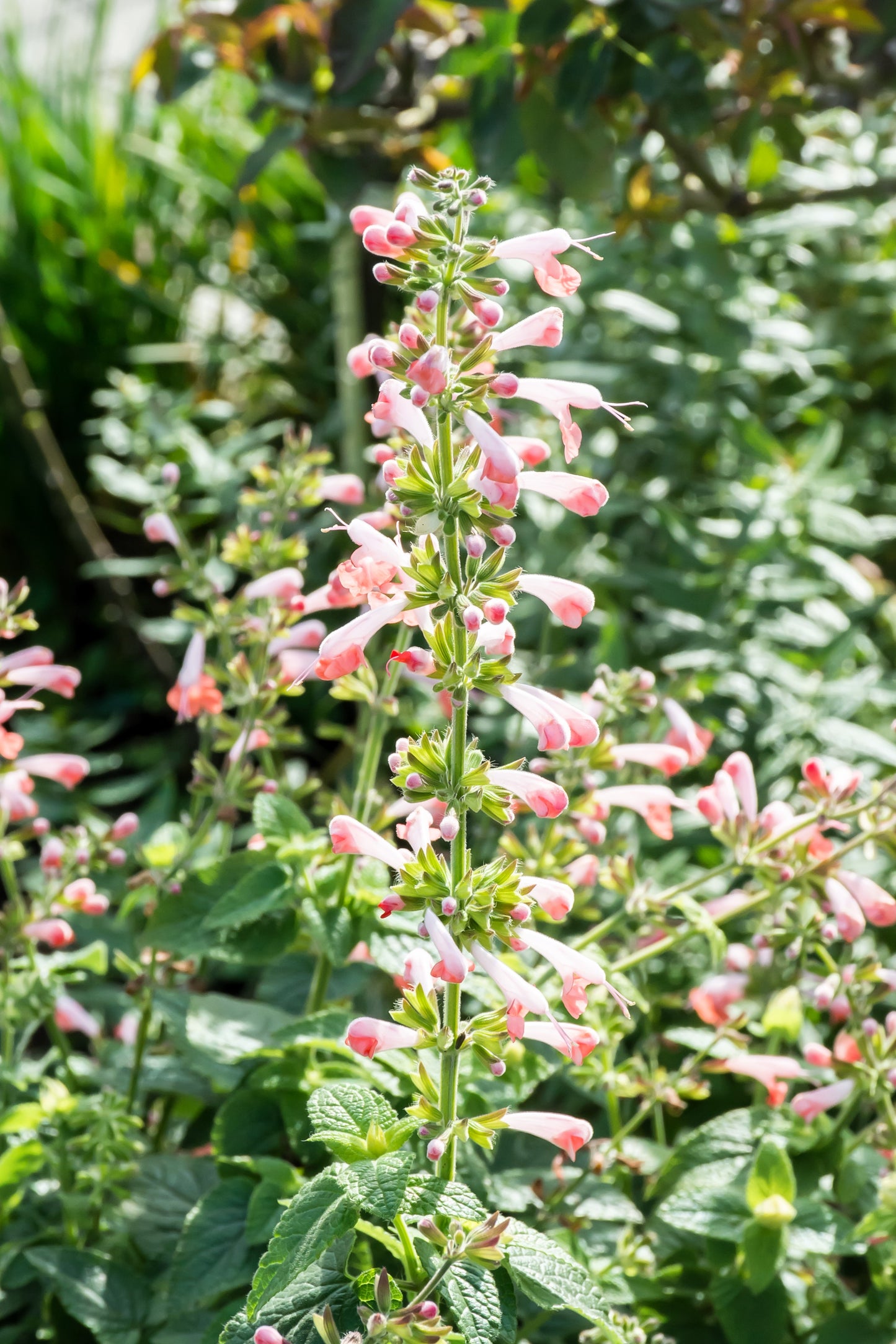 30 CORAL NYMPH SALVIA Coccinea Hummingbird Sage Flower Seeds