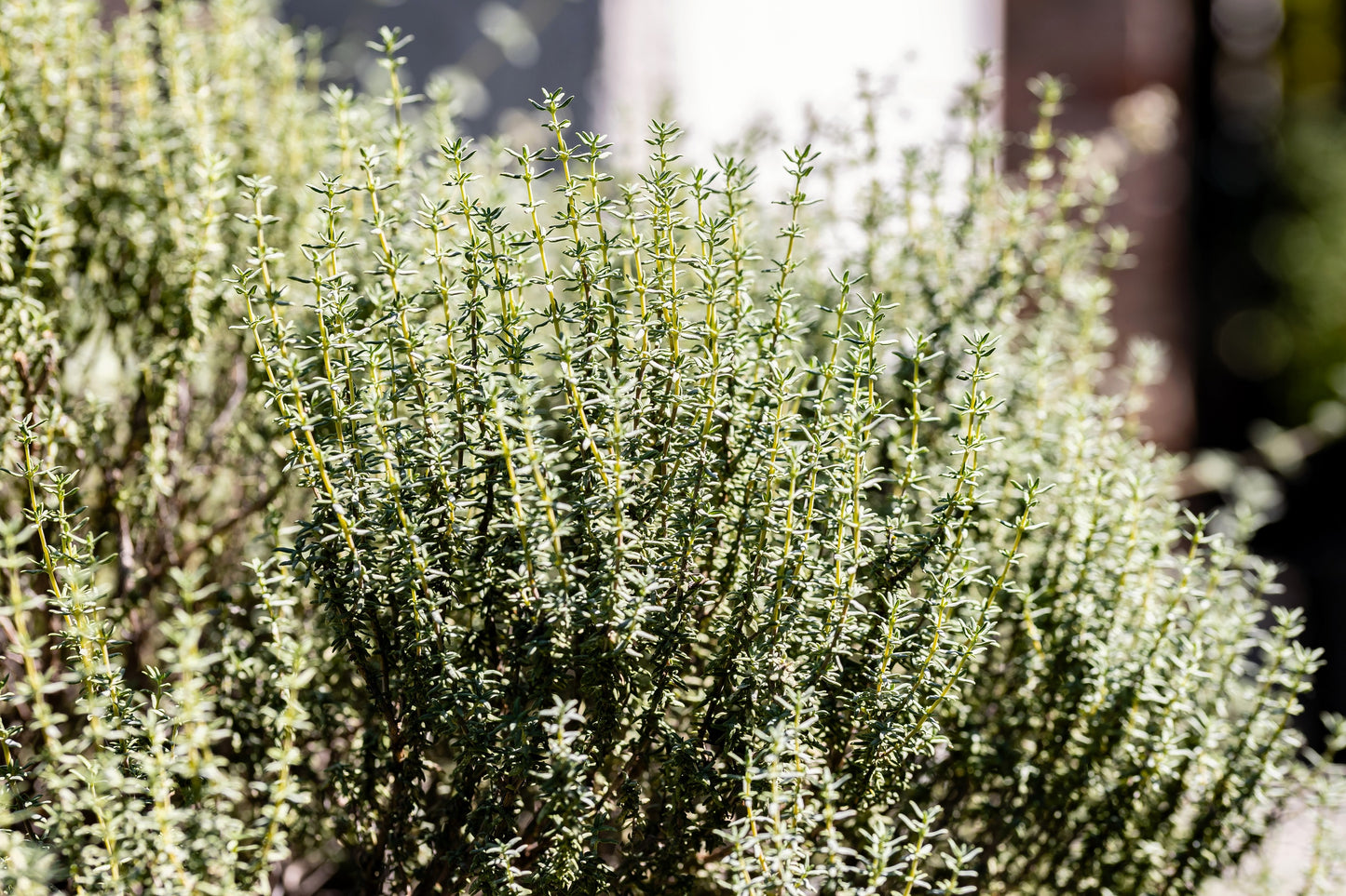 30 ORANGE THYME Orangelo Thymus Vulgaris Fragrantissimus Culinary Herb Seeds