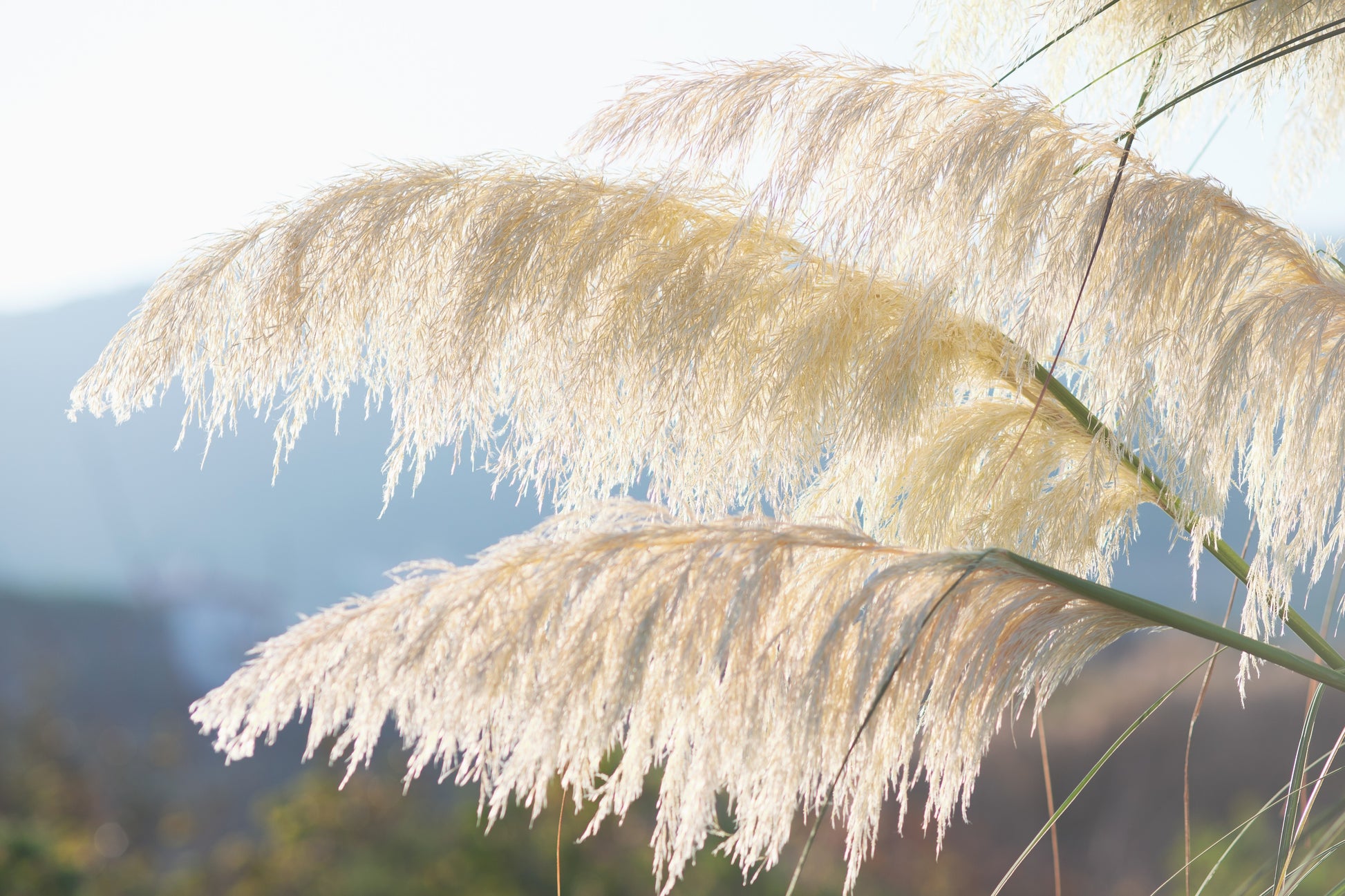 plant pampas grass seeds 200 WHITE PAMPAS GRASS Cortaderia Selloana Ornamental Flower Seeds – Seedville USA