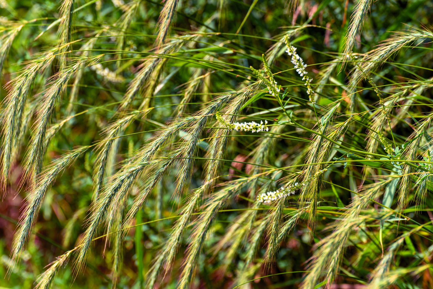 500 CANADIAN RYE Elymus Canadensis Grain Grazing Grass Ground Cover Seeds