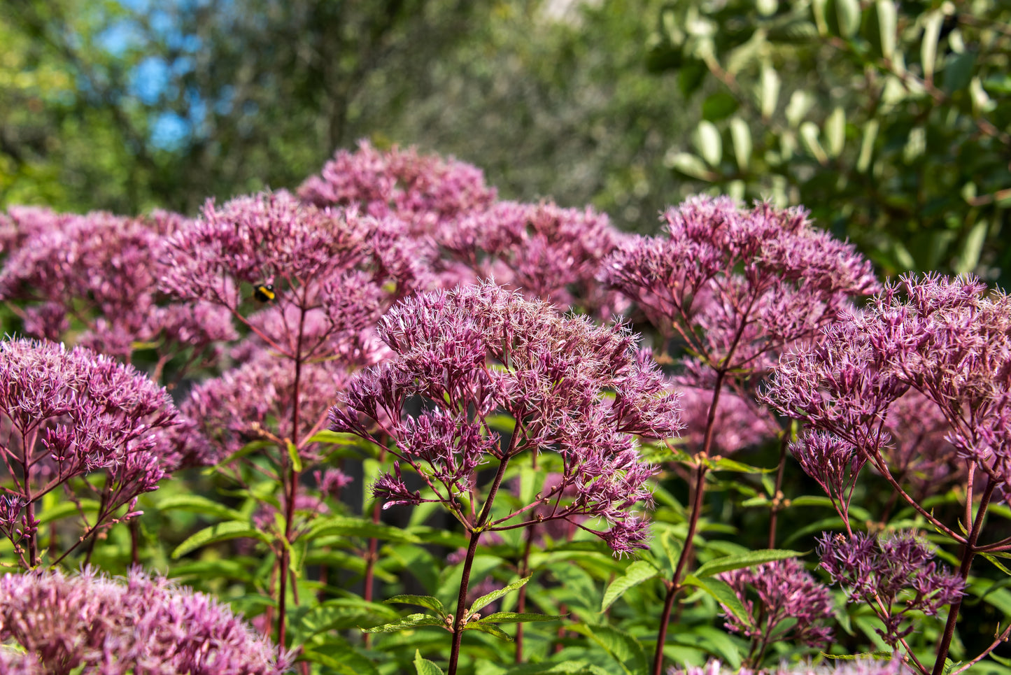 50 Pink JOE PYE WEED Eupatorium Maculatum Flower Seeds