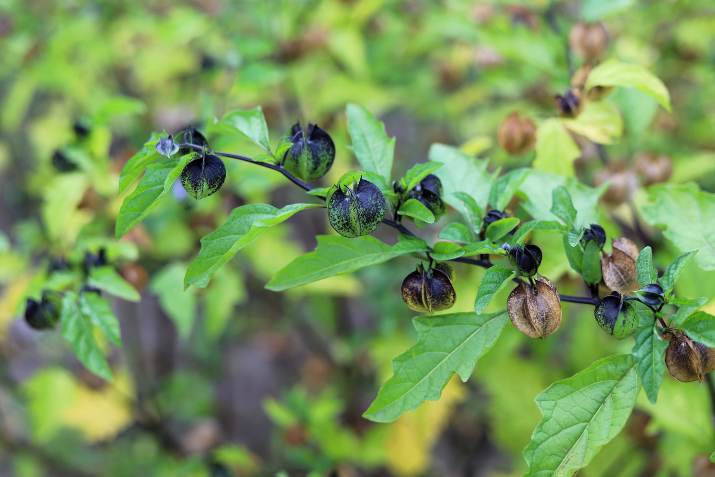 100 APPLE OF PERU Shoofly Plant Nicandra Physalodes Violet Blue Flower Seeds