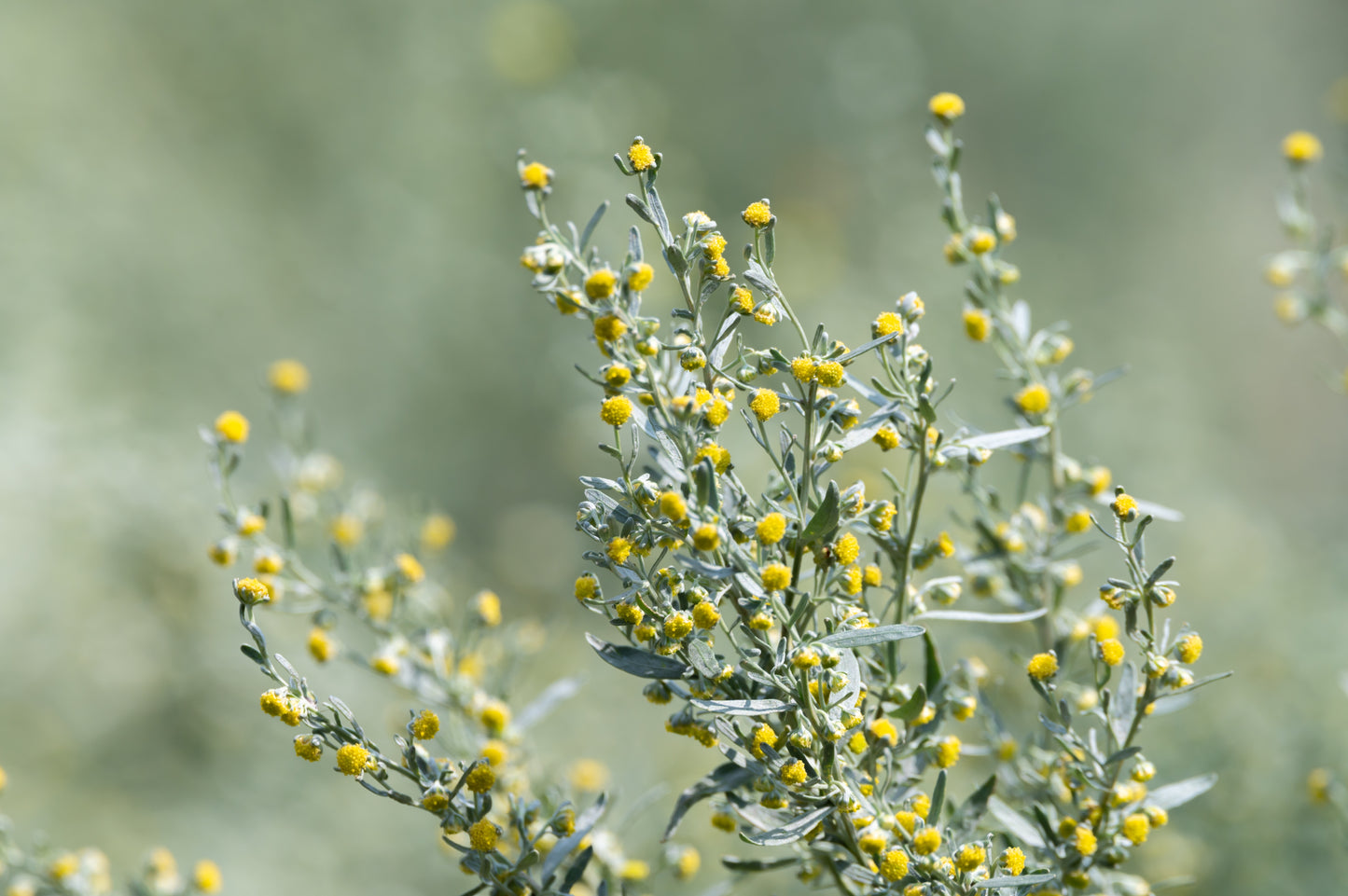 500 ABSINTHE WORMWOOD Common Artemisia Absinthium Green Ginger Herb Flower Seeds