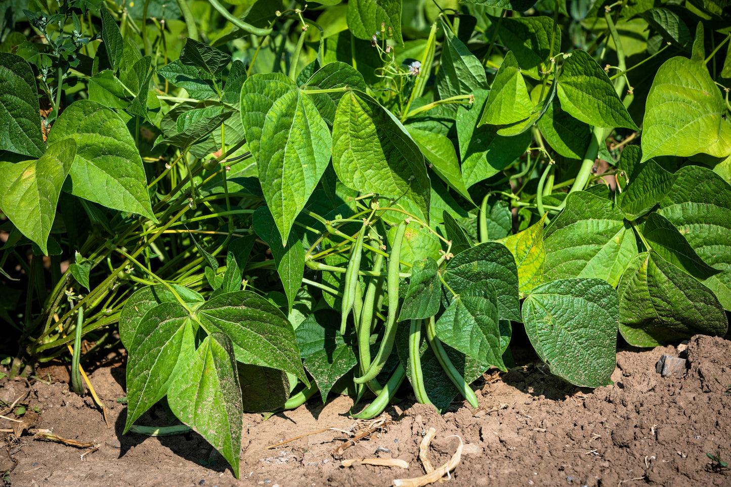 50 SLENDERETTE GREEN BEAN French Stringless Phaseolus Vulgaris Vegetable Seeds