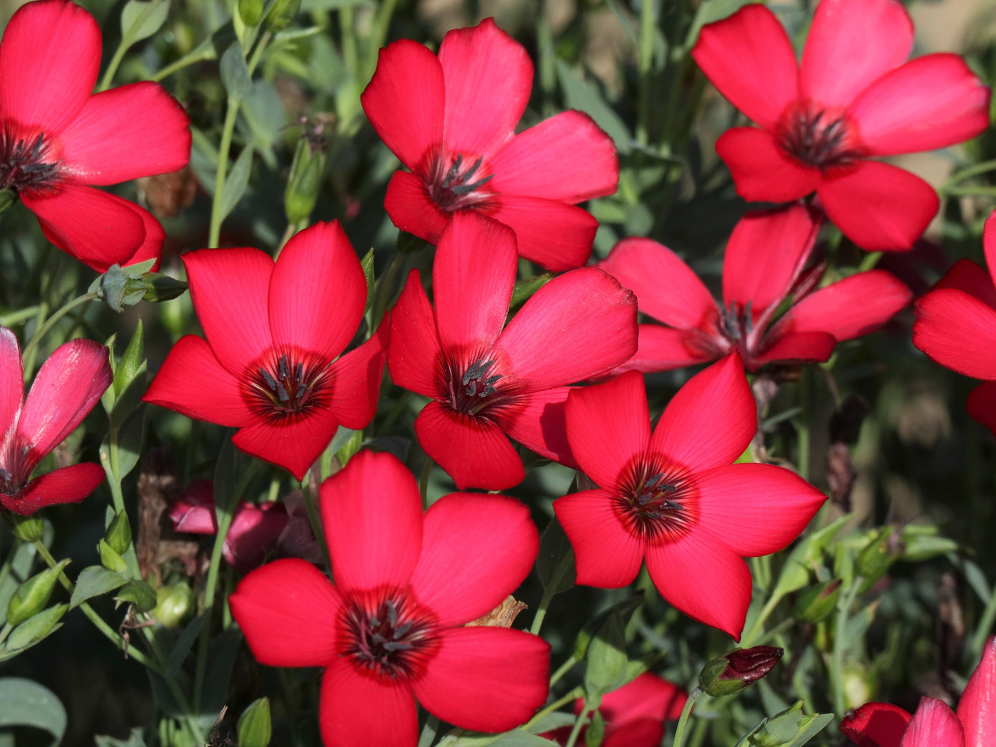 500 Red SCARLET FLAX Linum Grandiflorum Rubrum Flower Seeds