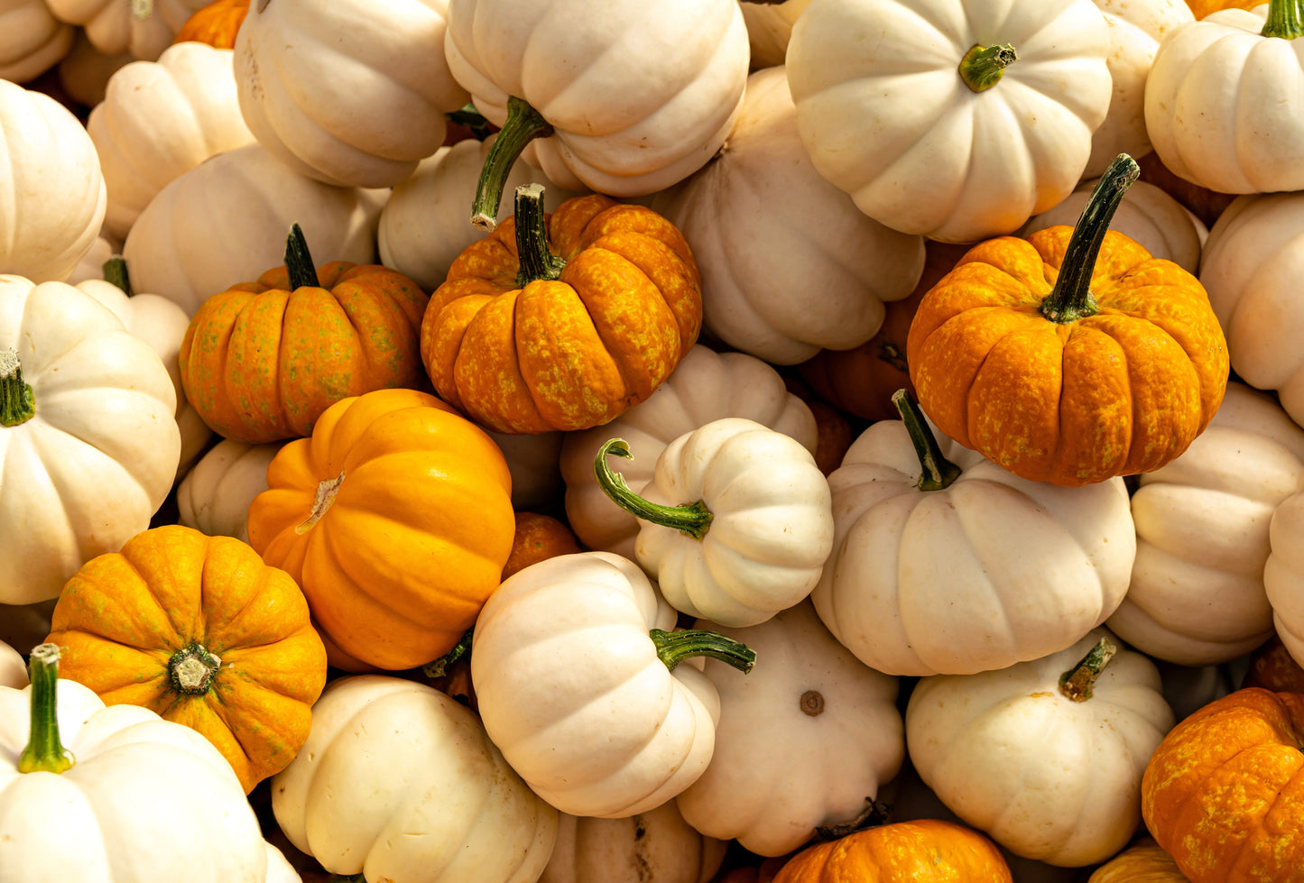 20 MINI MIX PUMPKIN Miniature Cucurbita Pepo White Green Orange Striped Vegetable Seeds