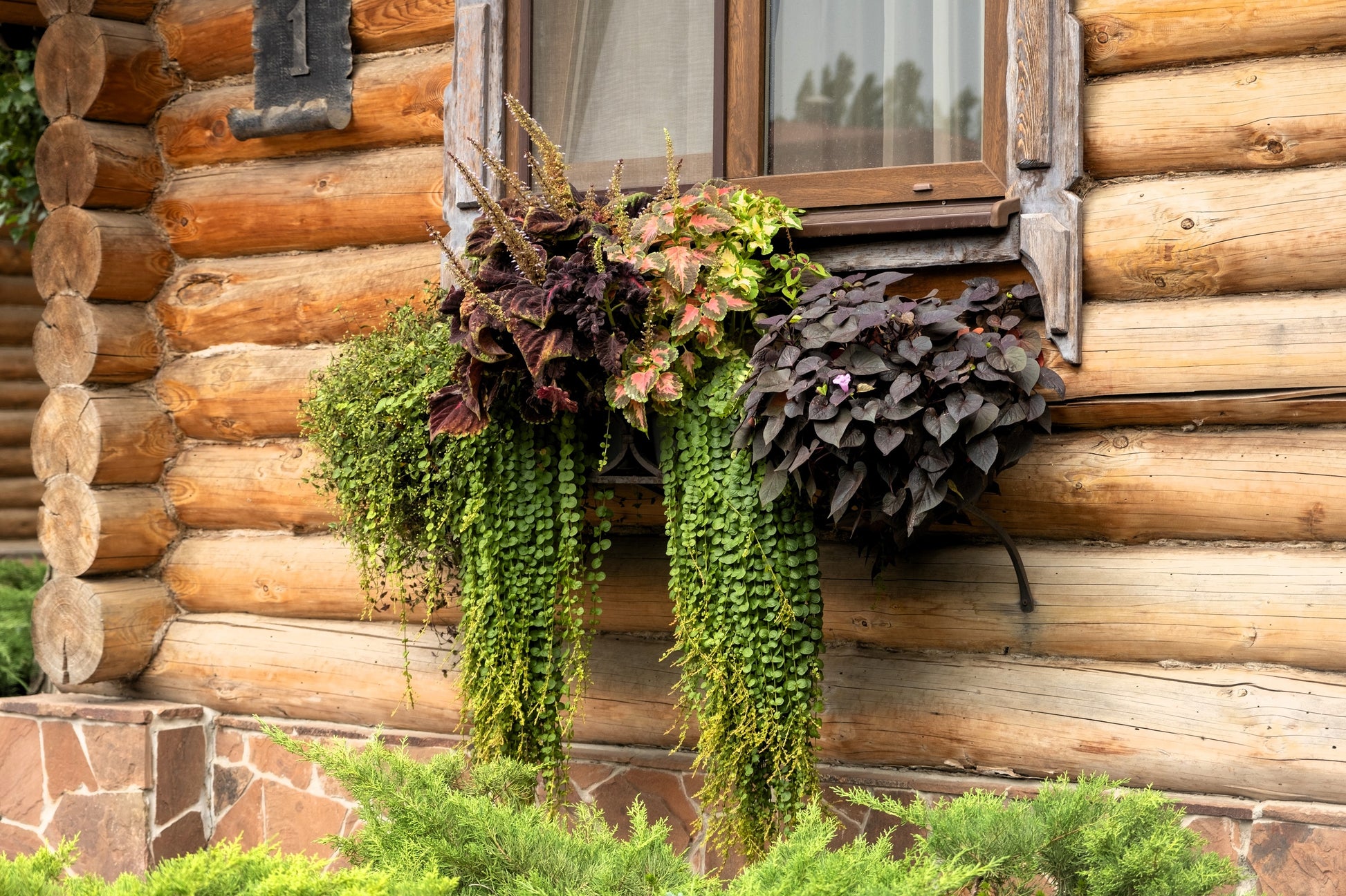 Dichondra Seeds - Dichondra Repens Emerald Falls Ground Cover Seed - 30 Seeds Dichondra Seeds - Dichondra Repens Emerald Falls Ground Cover Seed - 30 Seeds