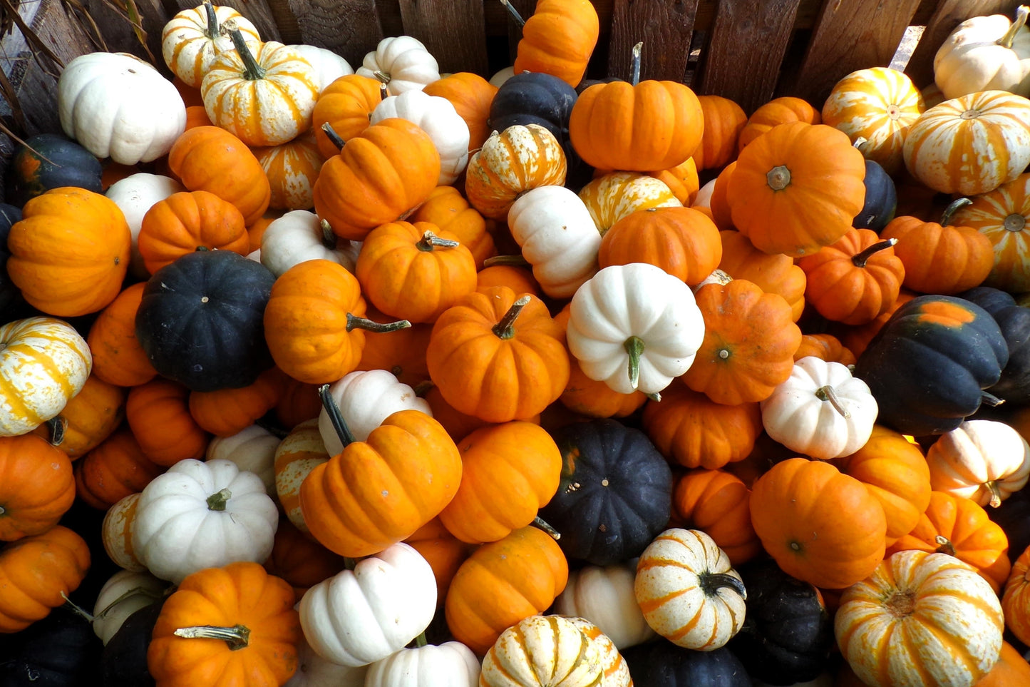 20 MINI MIX PUMPKIN Miniature Cucurbita Pepo White Green Orange Striped Vegetable Seeds