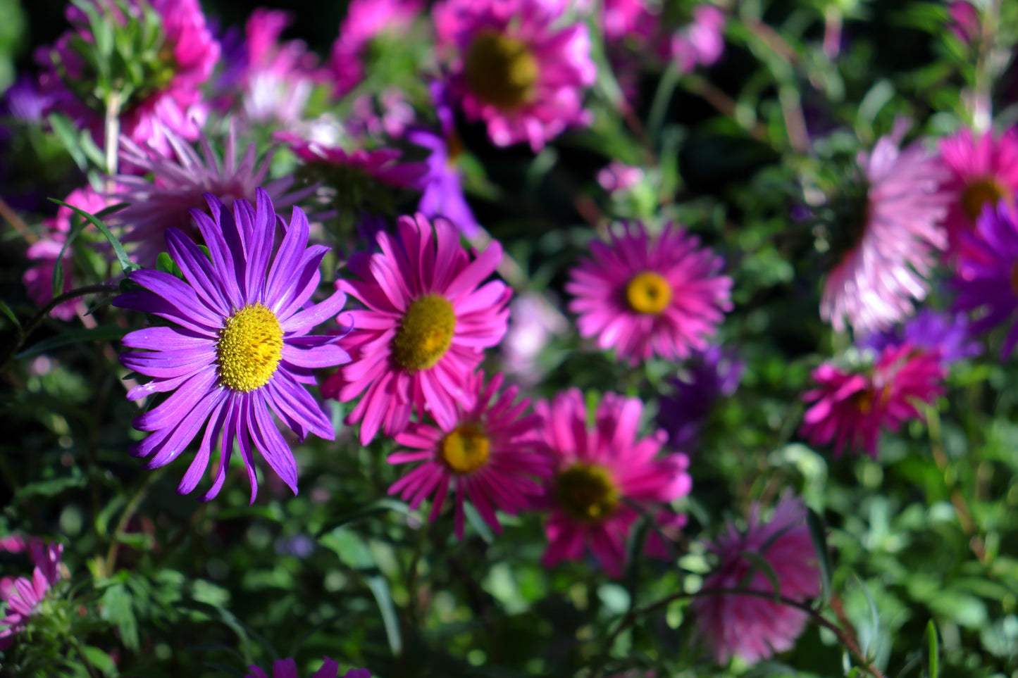 250 MIXED Colors CHINA ASTER Callistephus Chinensis Flower Seeds