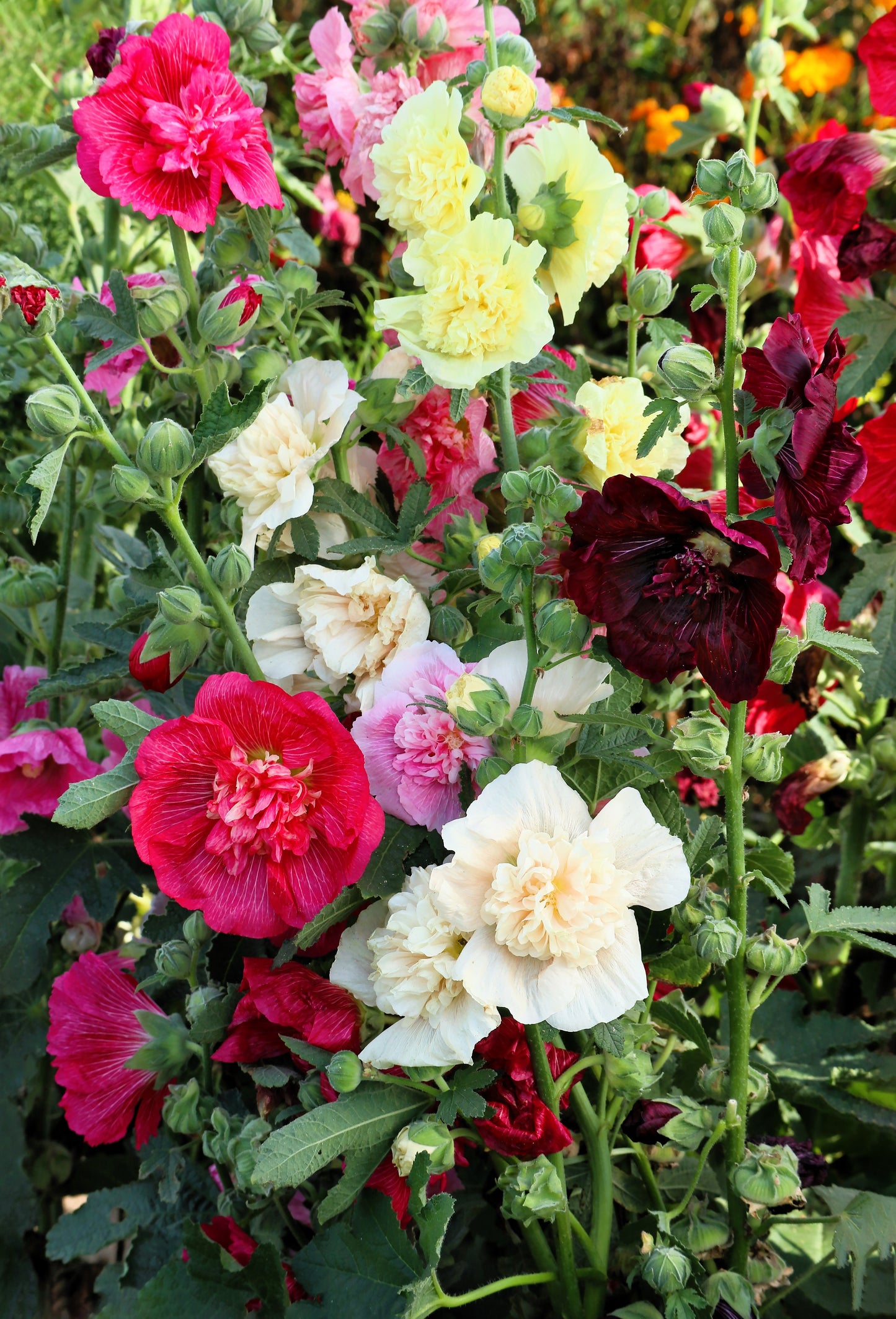 50 Dwarf Double HOLLYHOCK MAJORETTE MIX Alcea Rosea Red Pink White Maroon Yellow Mixed Color Flower Seeds