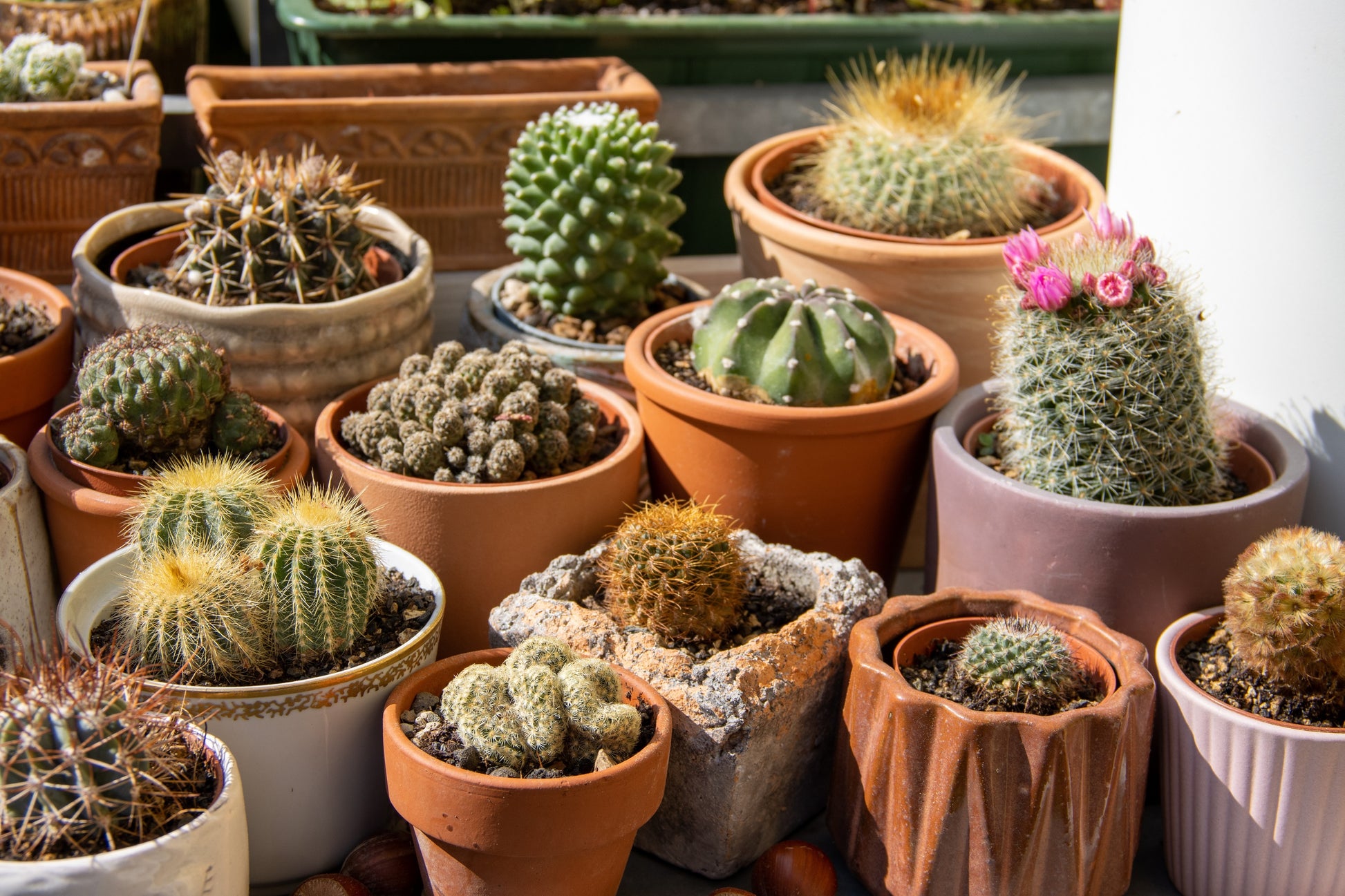 plant succulent seeds 50 CACTUS MIX 'Finest Mixed' Succulent Flower Plant Seeds