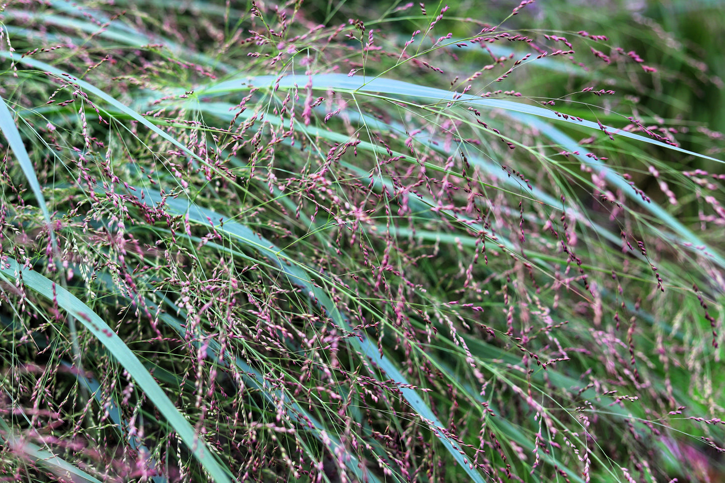 1000 SWITCHGRASS Tall Panic Switch Grass Panicum Virgatum Red Flower Seeds