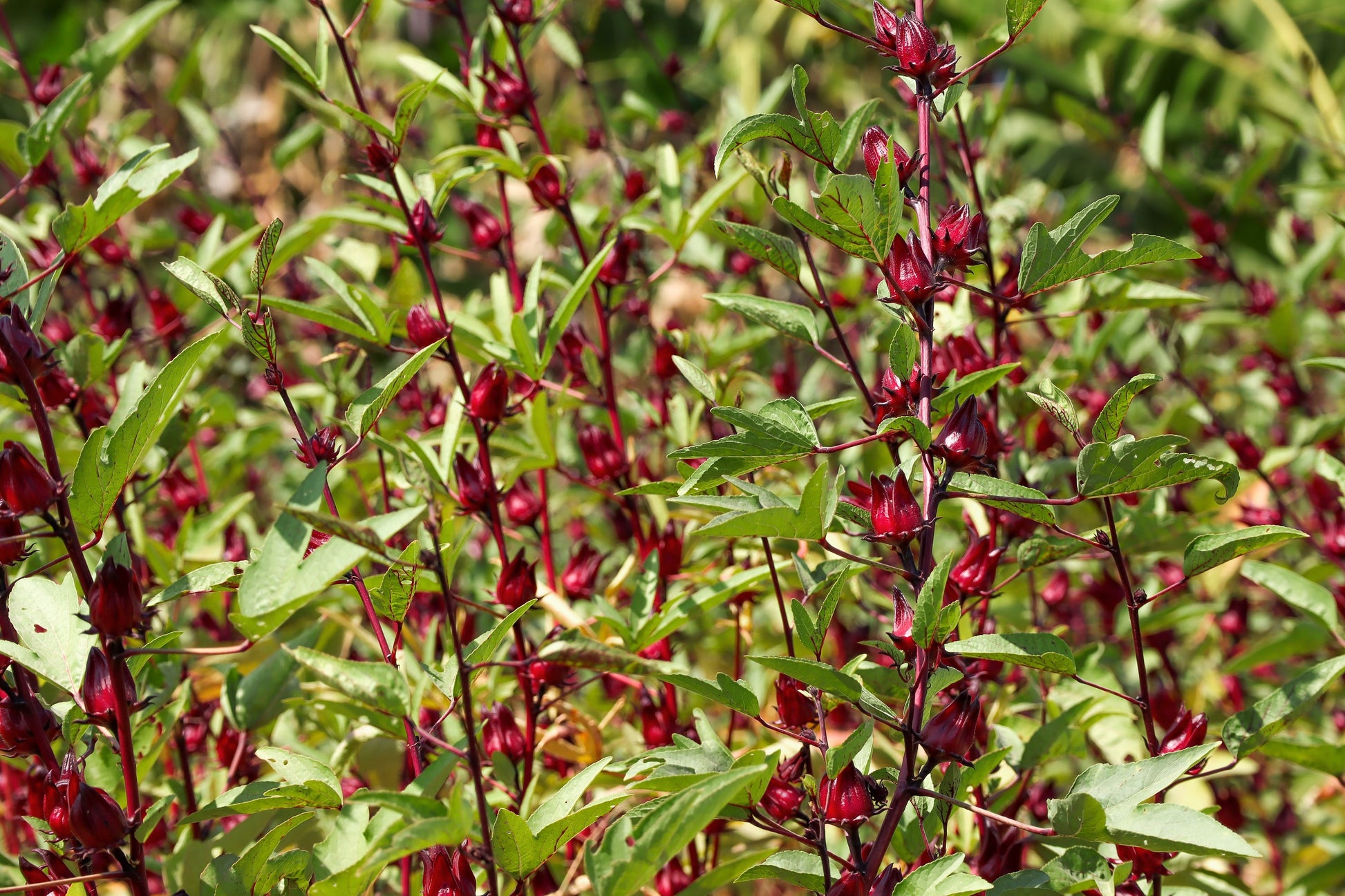 roselle flower seeds 50 ROSELLE HIBISCUS Sabdariffa Rosella Fruit White & Red Flower Seeds – Seedville USA